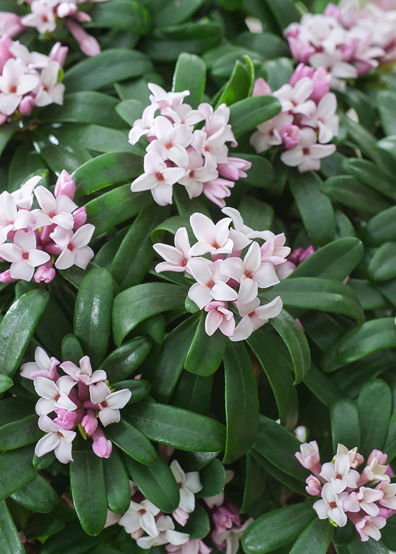 Daphne Bholua Perfume Princess 2ltr