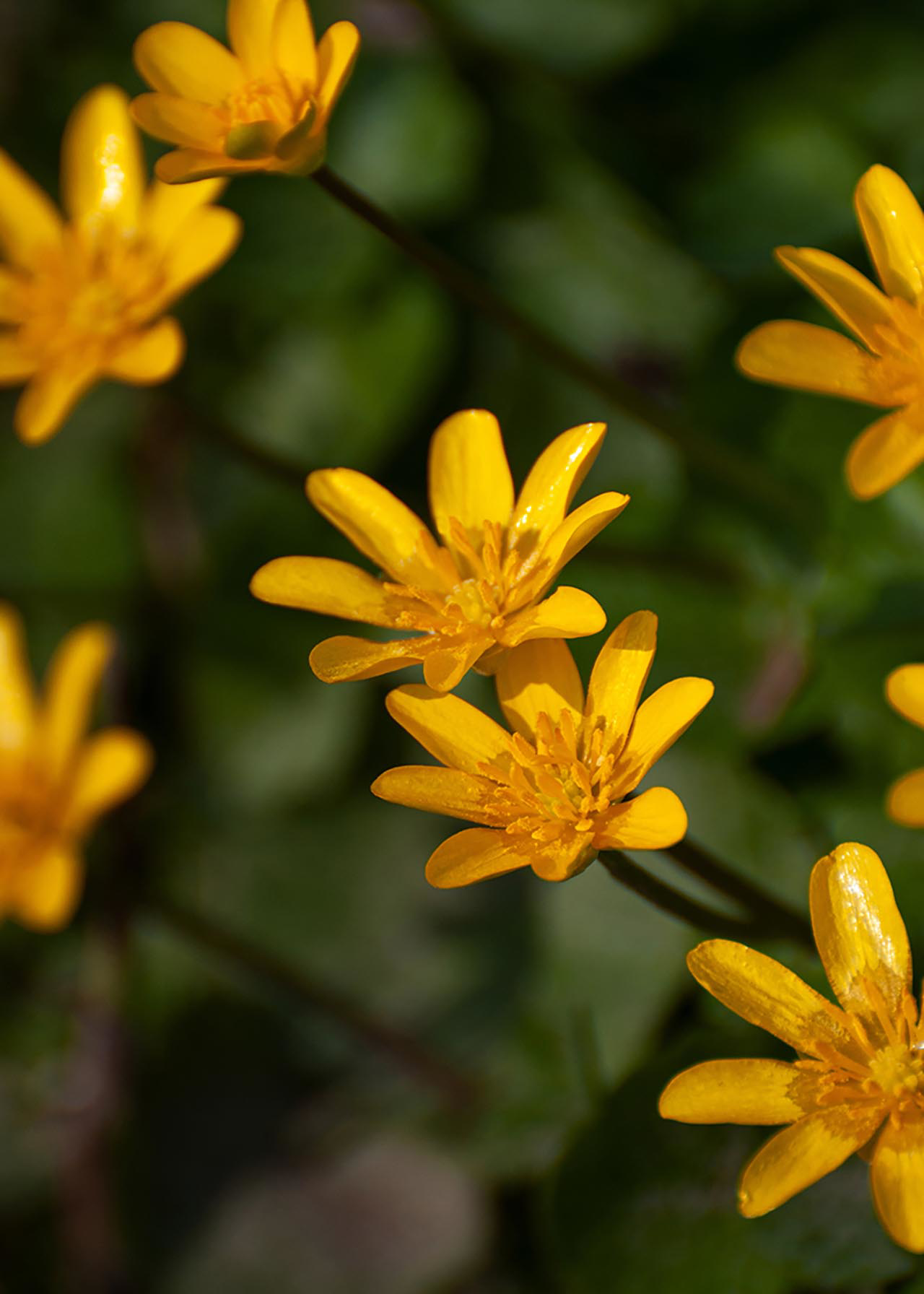 Ranunculus Brazen Hussey 1ltr