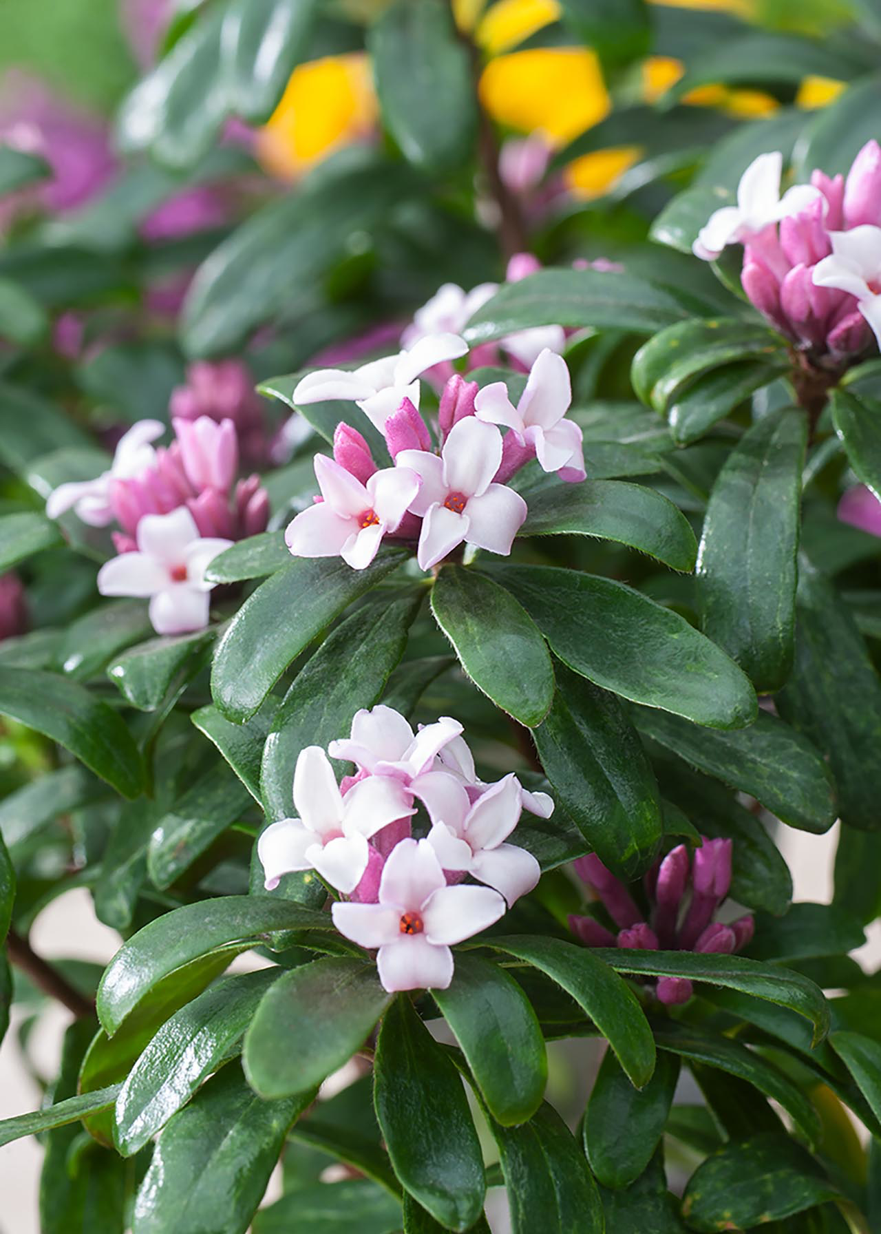 Daphne Pink Fragrance 2ltr