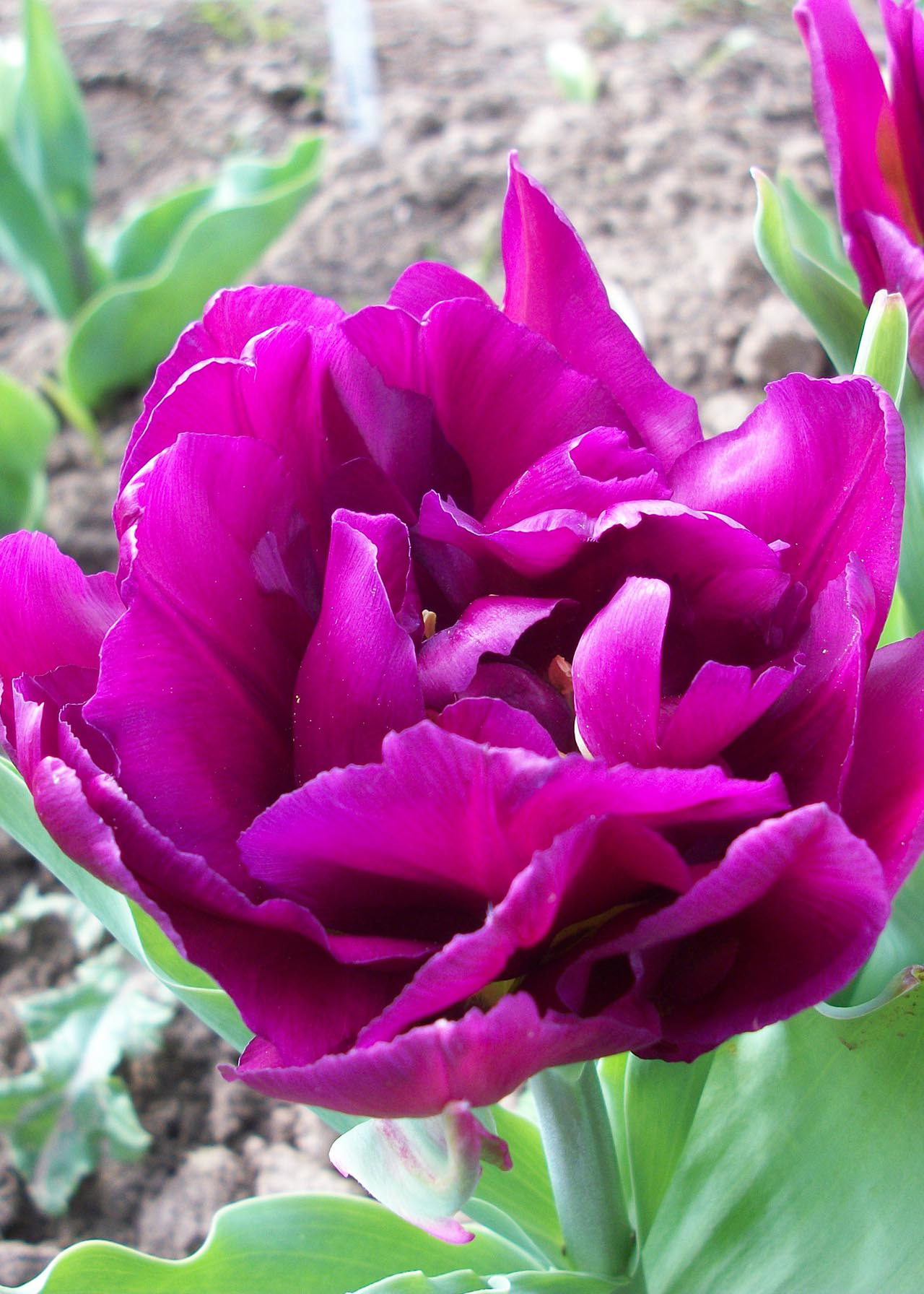 Tulip Showcase Pack of 5