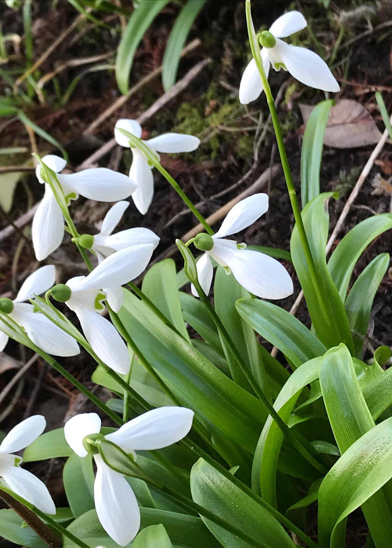 Galanthus Woronowii pack of 6