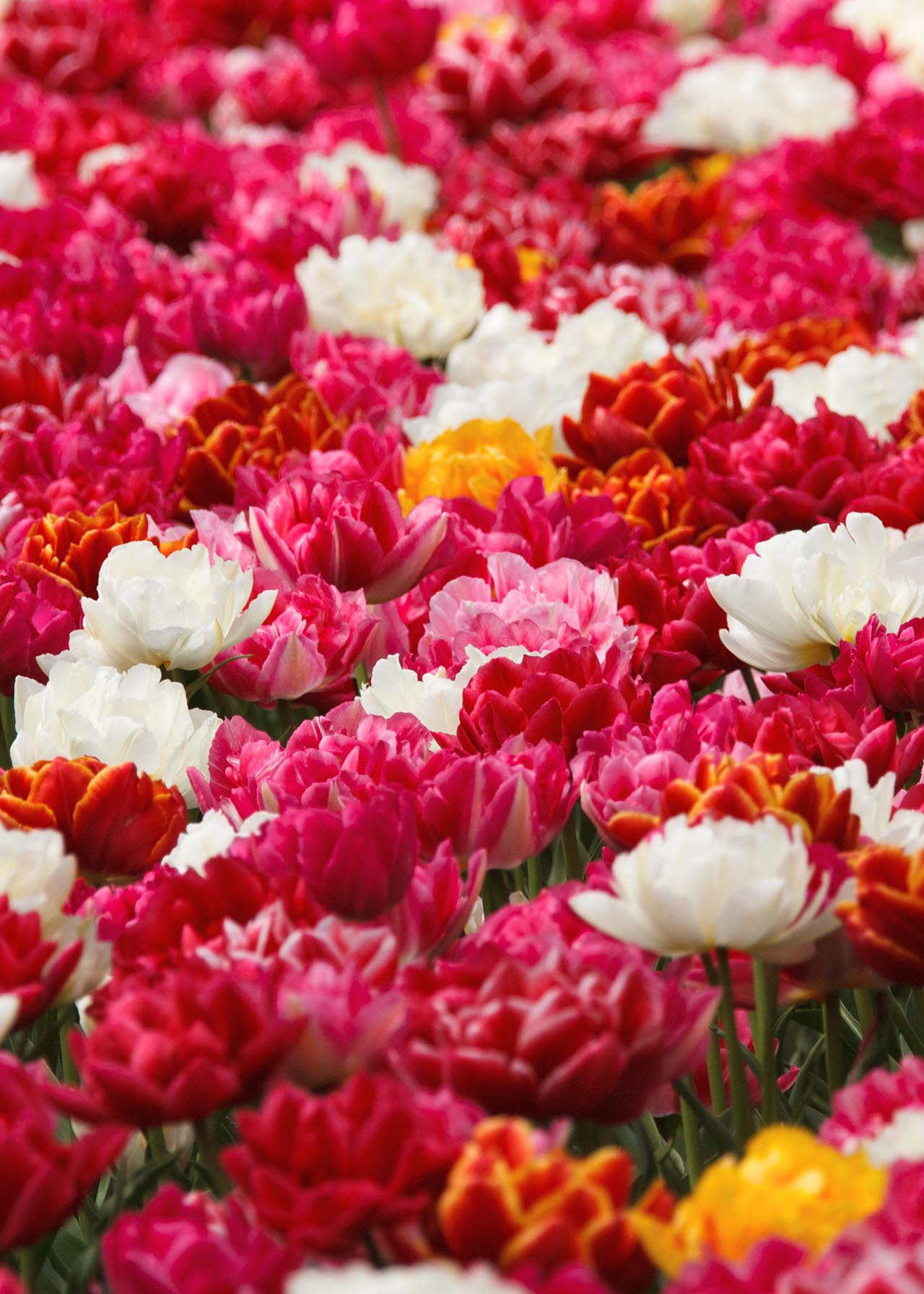 Tulip Double Mix pack of 10