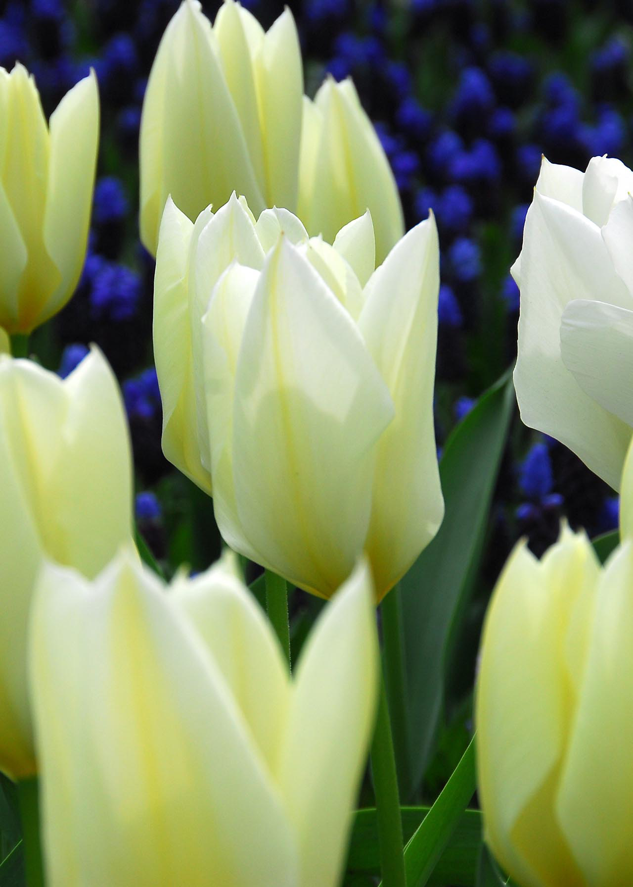 Tulip Purissima Pack of 15