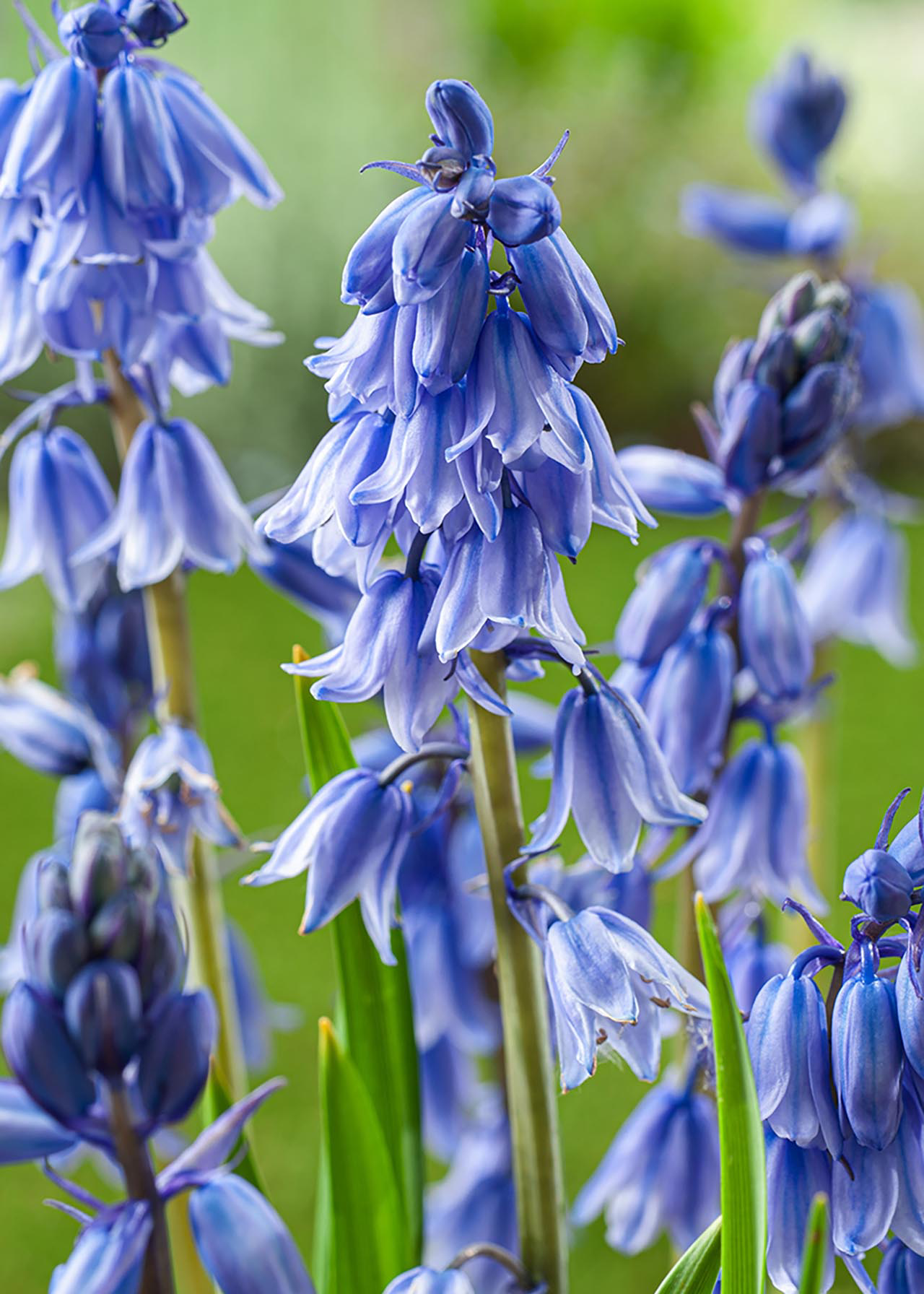 English Bluebell 9cm
