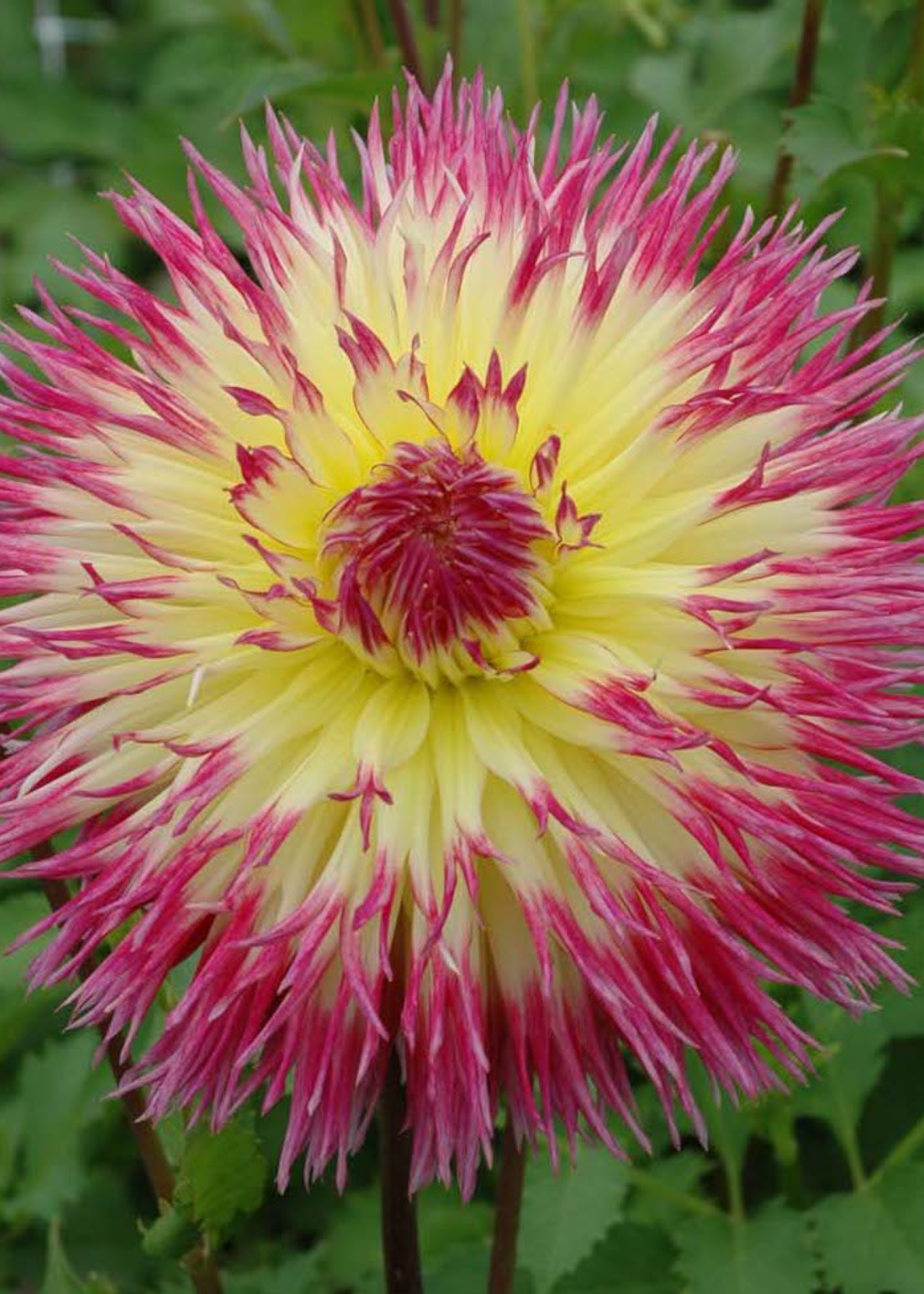 Dahlia Lindsay Michelle Single Pack