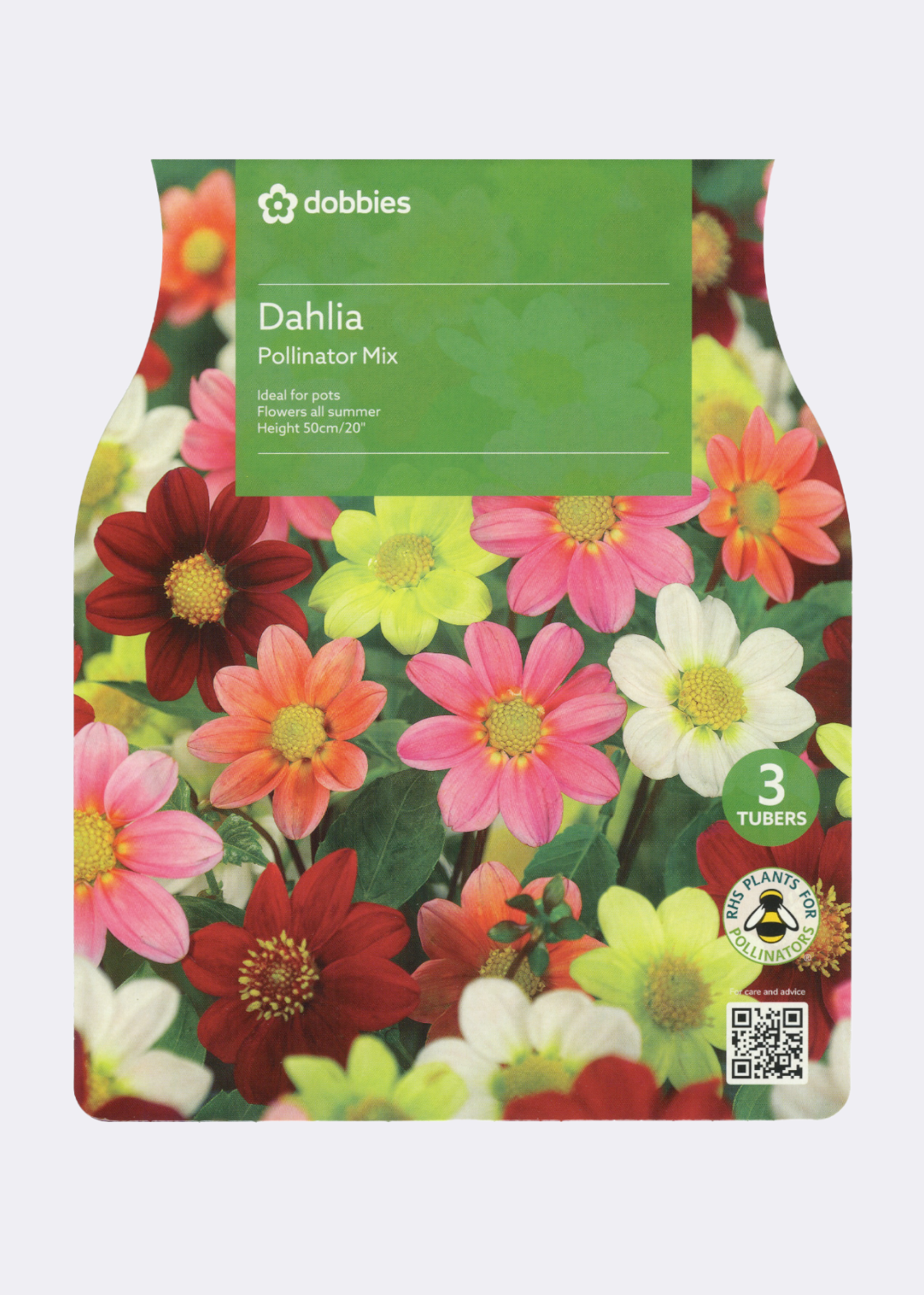 Dahlia Pollinator Mix Pack of 3
