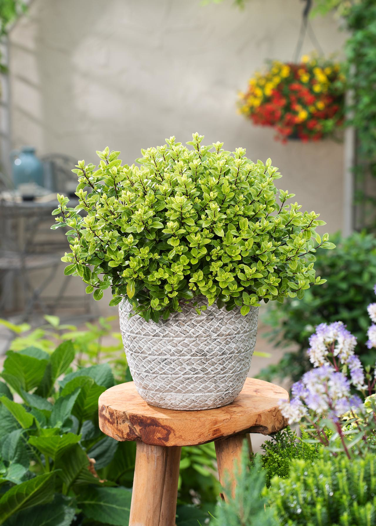 Pittosporum Golf Ball 3ltr