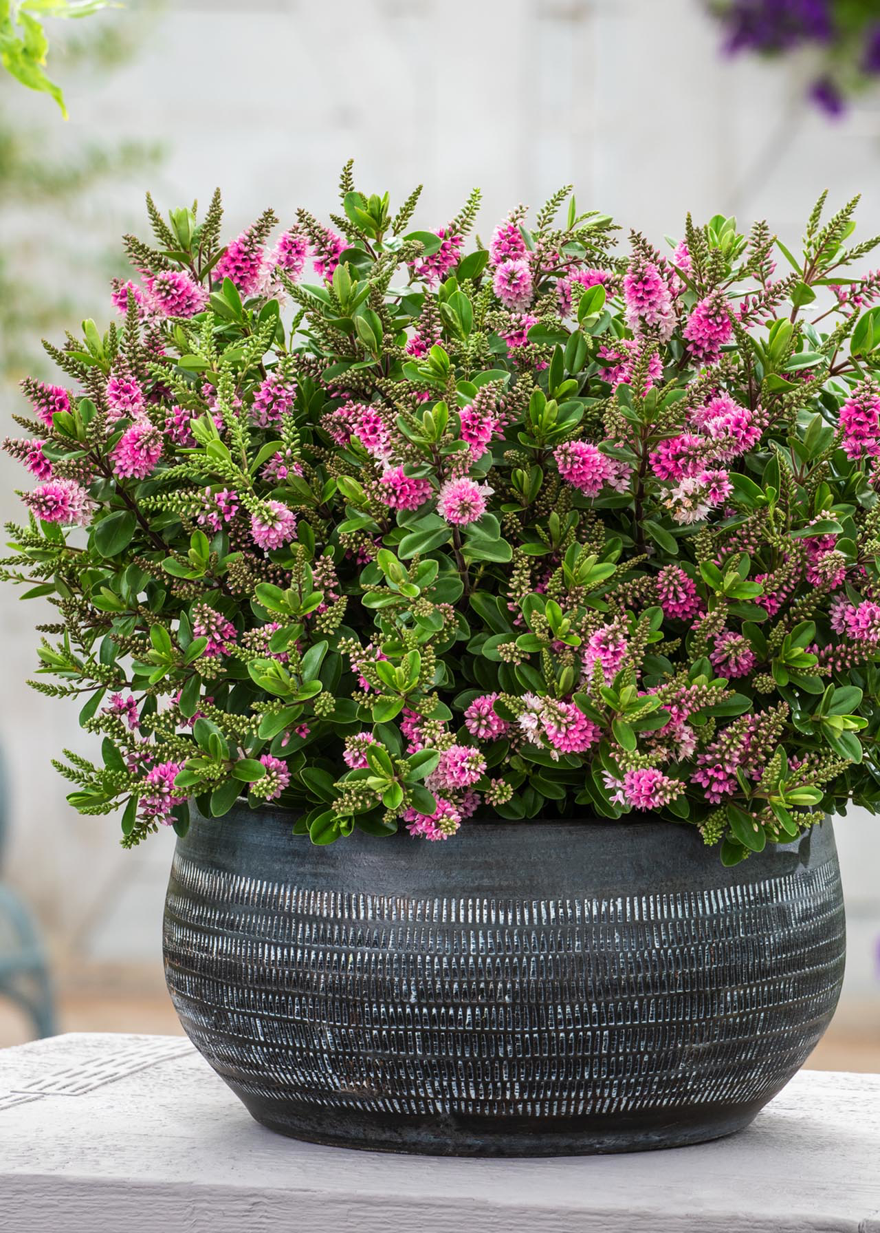 Hebe Strawberries and Cream 2ltr