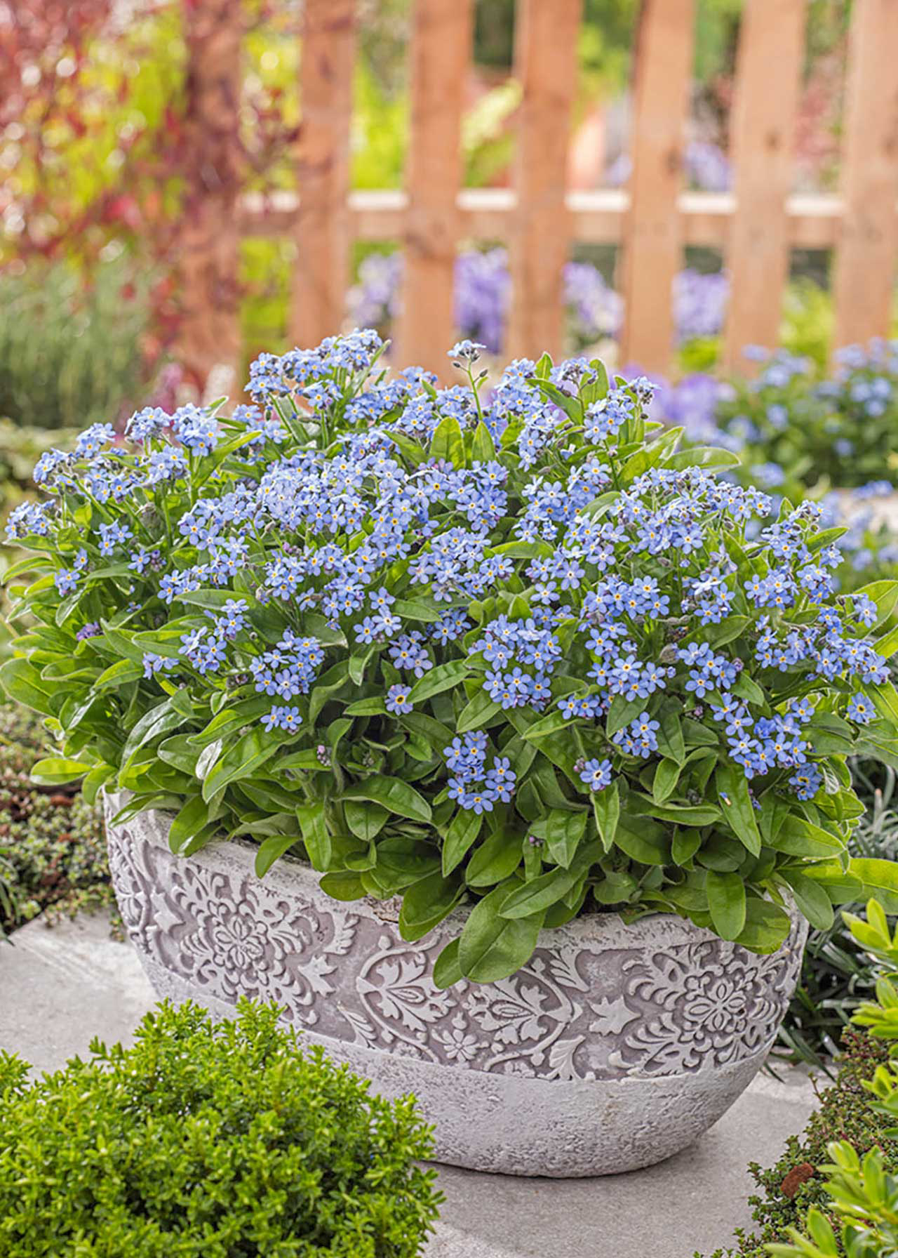 Myosotis Mon Amie Blue 10.5cm