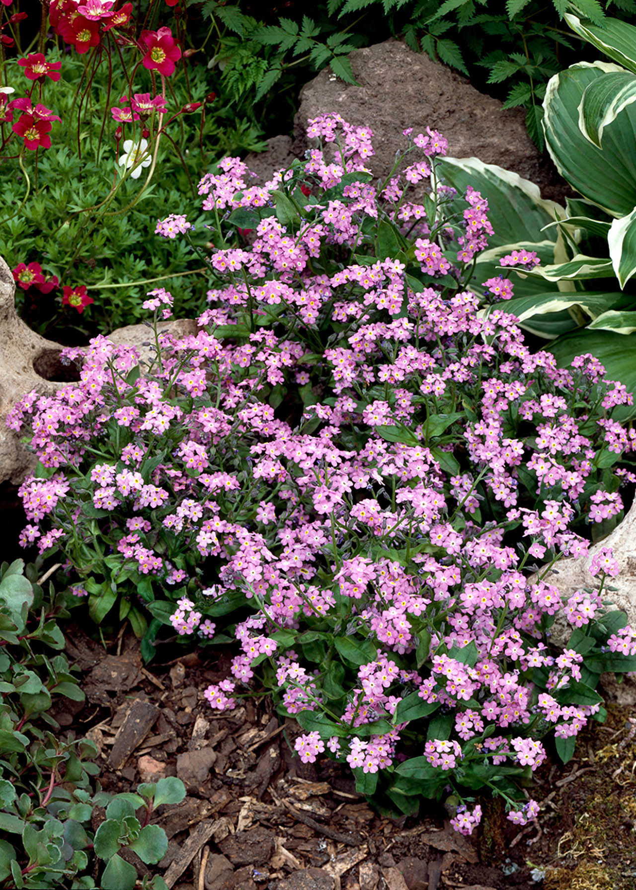 Myosotis Mon Amie Pink 10.5cm