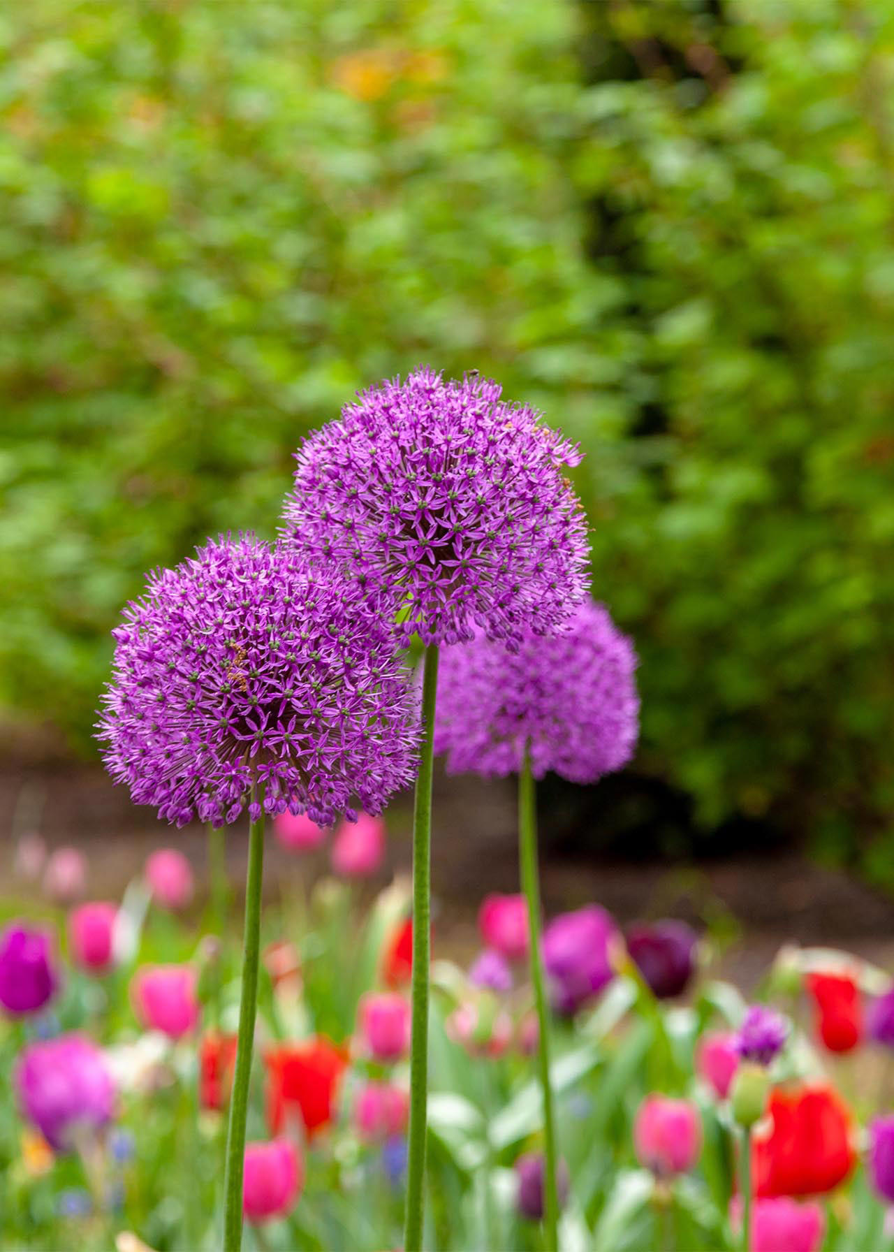 Allium Purple Sensation Pack of 25