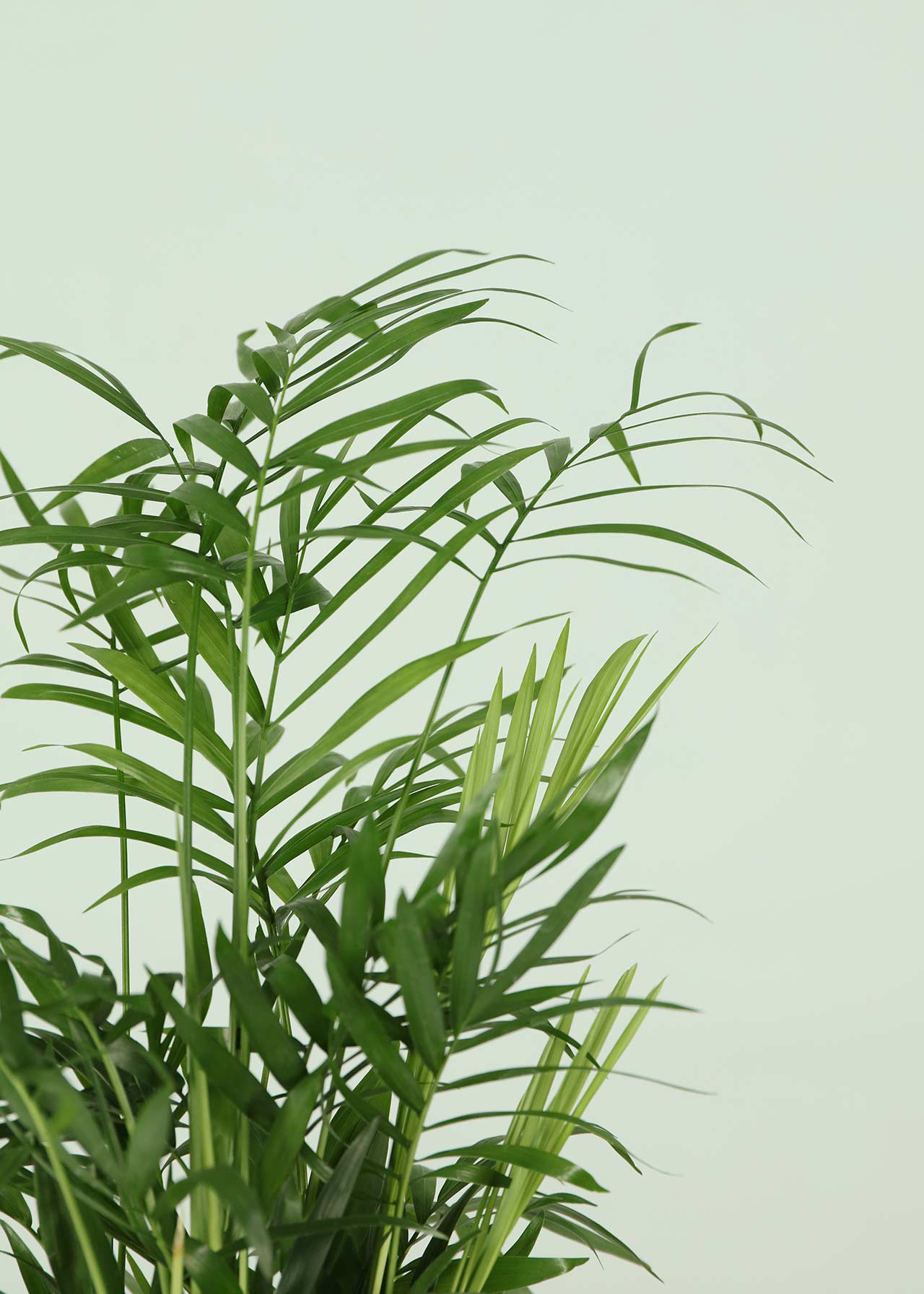 Chamaedorea Elegans 12cm