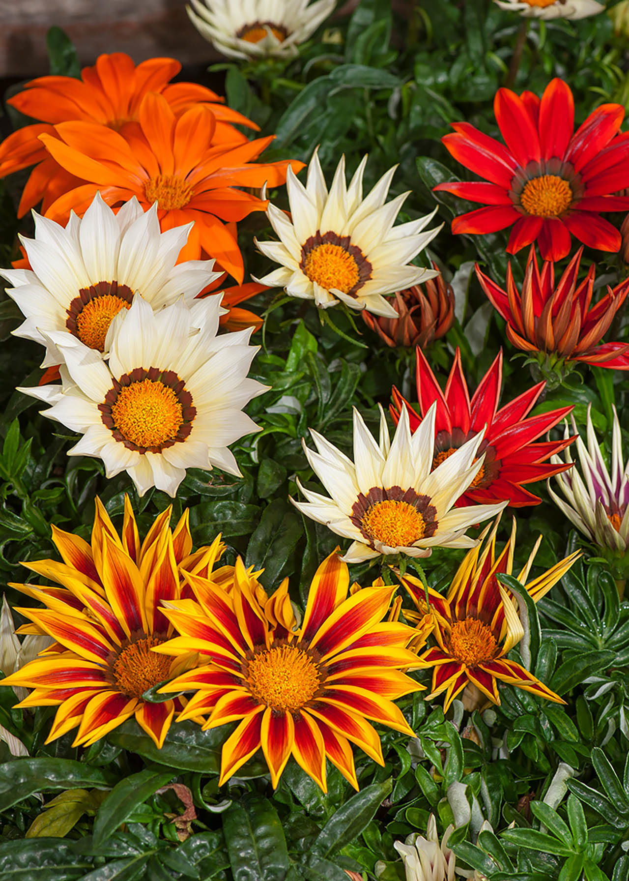 Gazania Sunburst Mixed 20 Pack