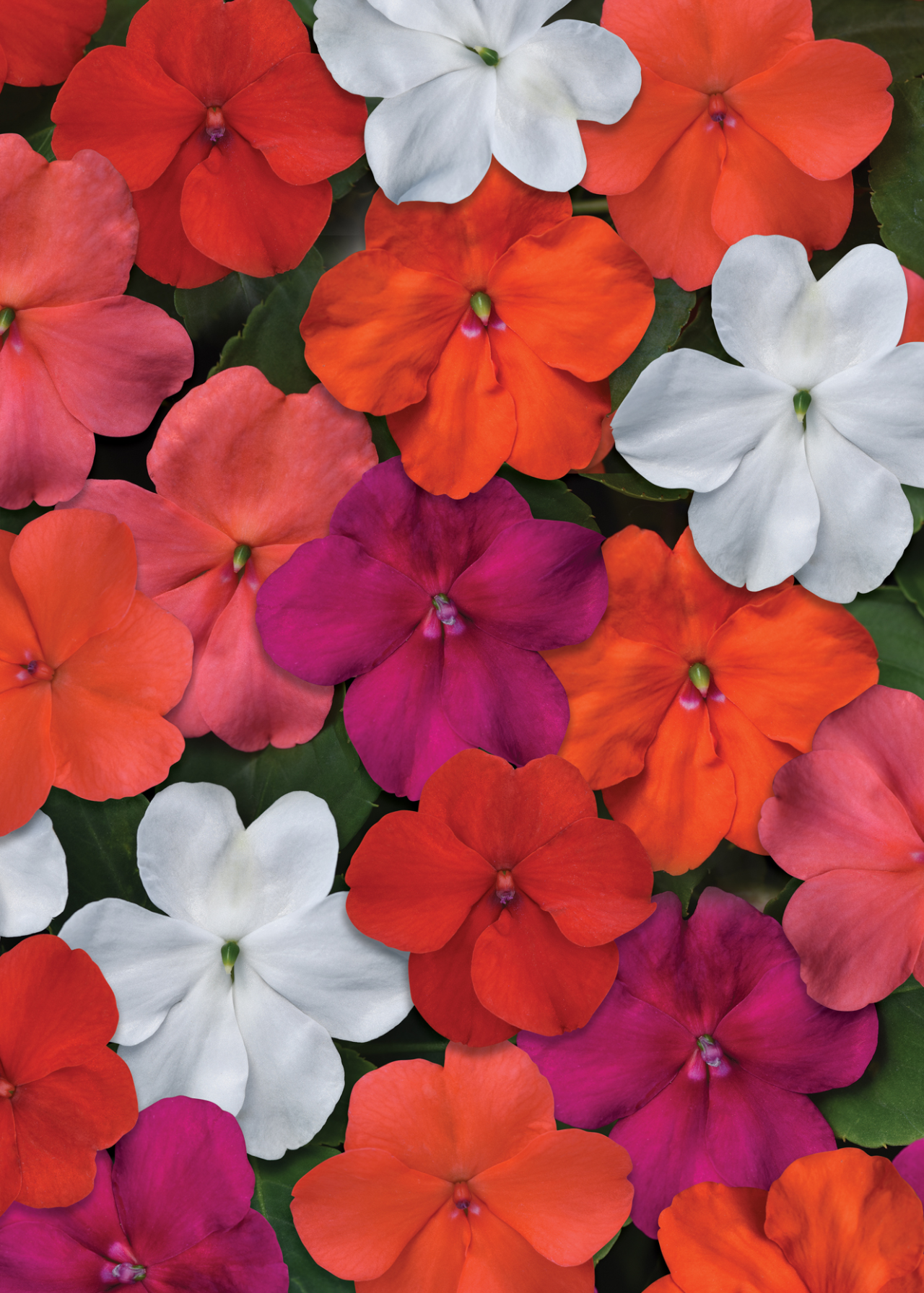 Impatiens Beacon Plug Plant 20 Pack