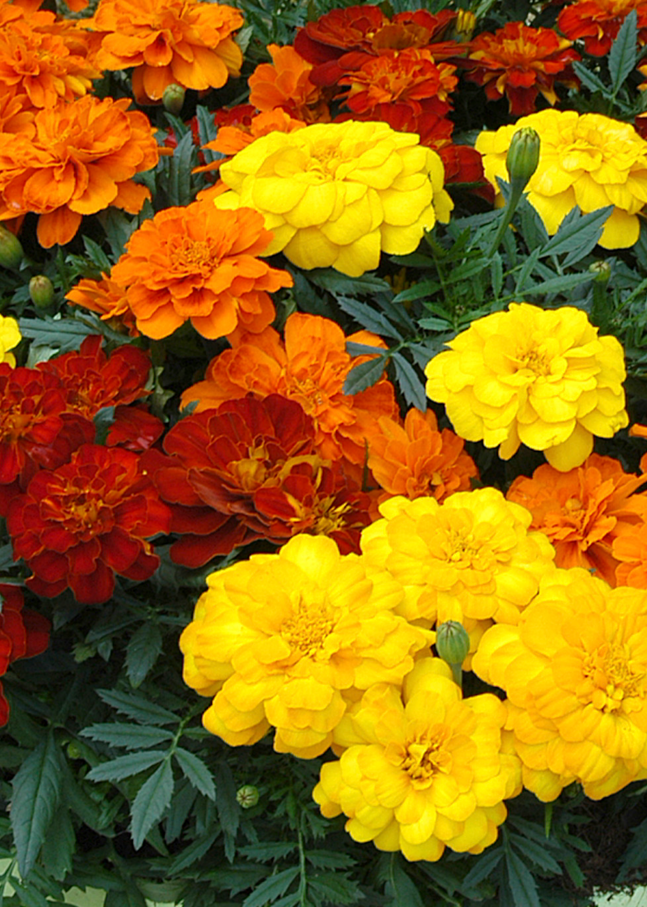 Marigold French Fancy Plug Plant 20 Pack