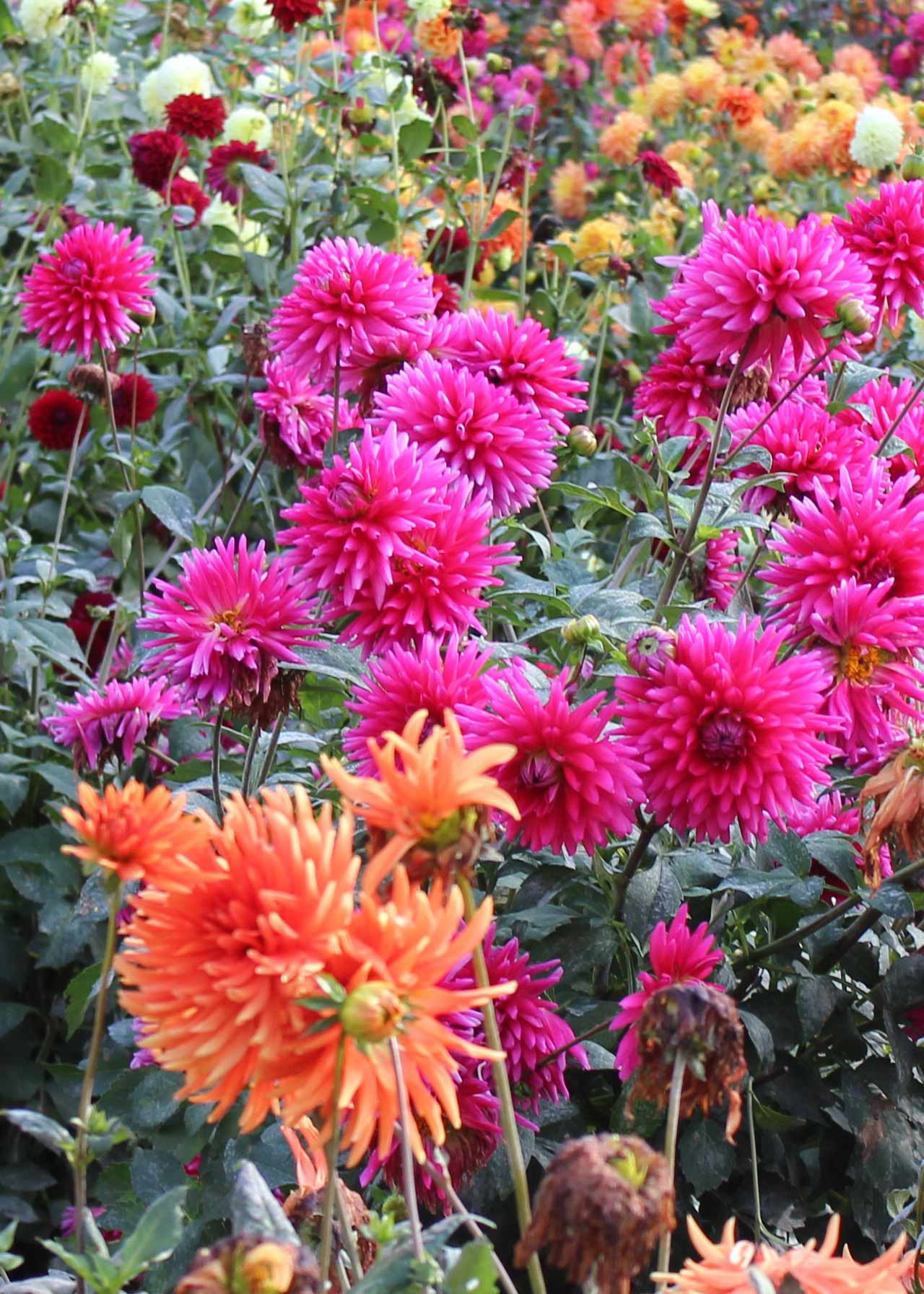 Dahlia Cactus Mix Pack of 3