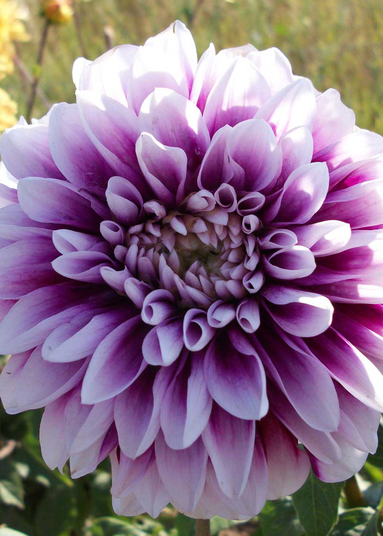 Dahlia Edinburgh Pack of 3