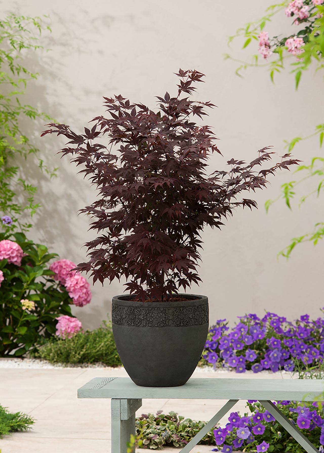 Acer Palmatum Atropurpureum 3ltr