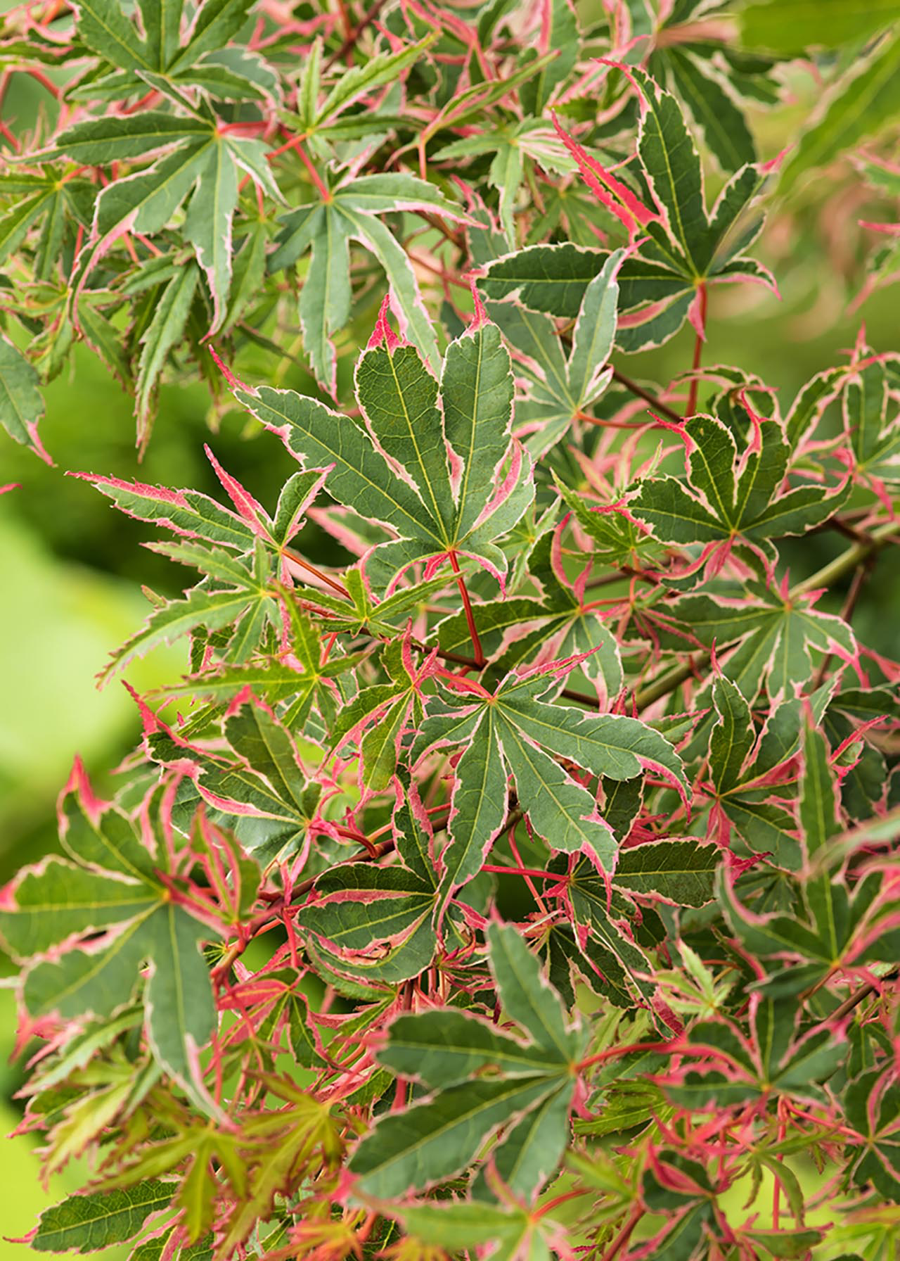Acer Palmatum Butterfly 3ltr