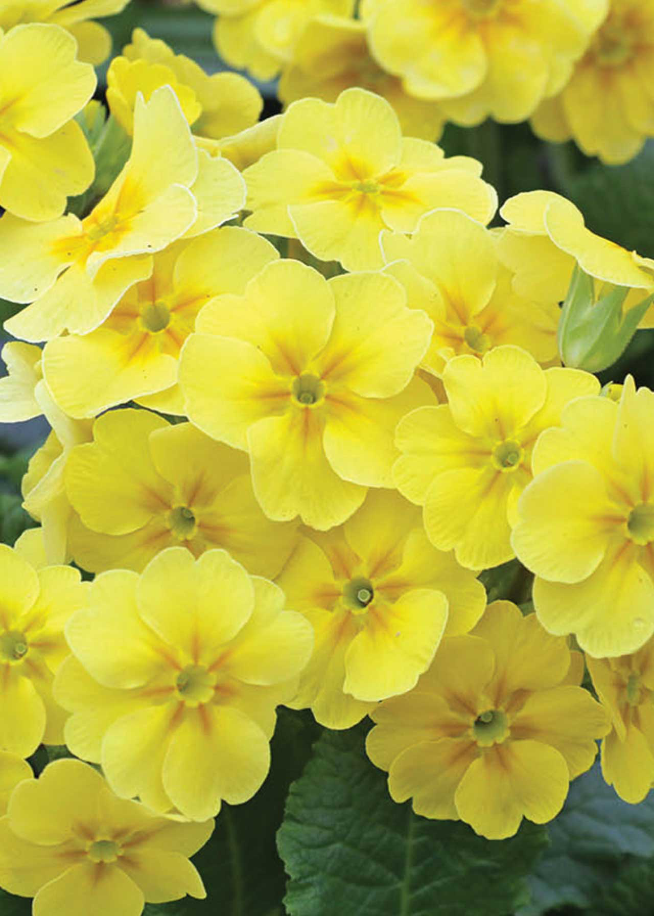 Primrose Veristar 2ltr