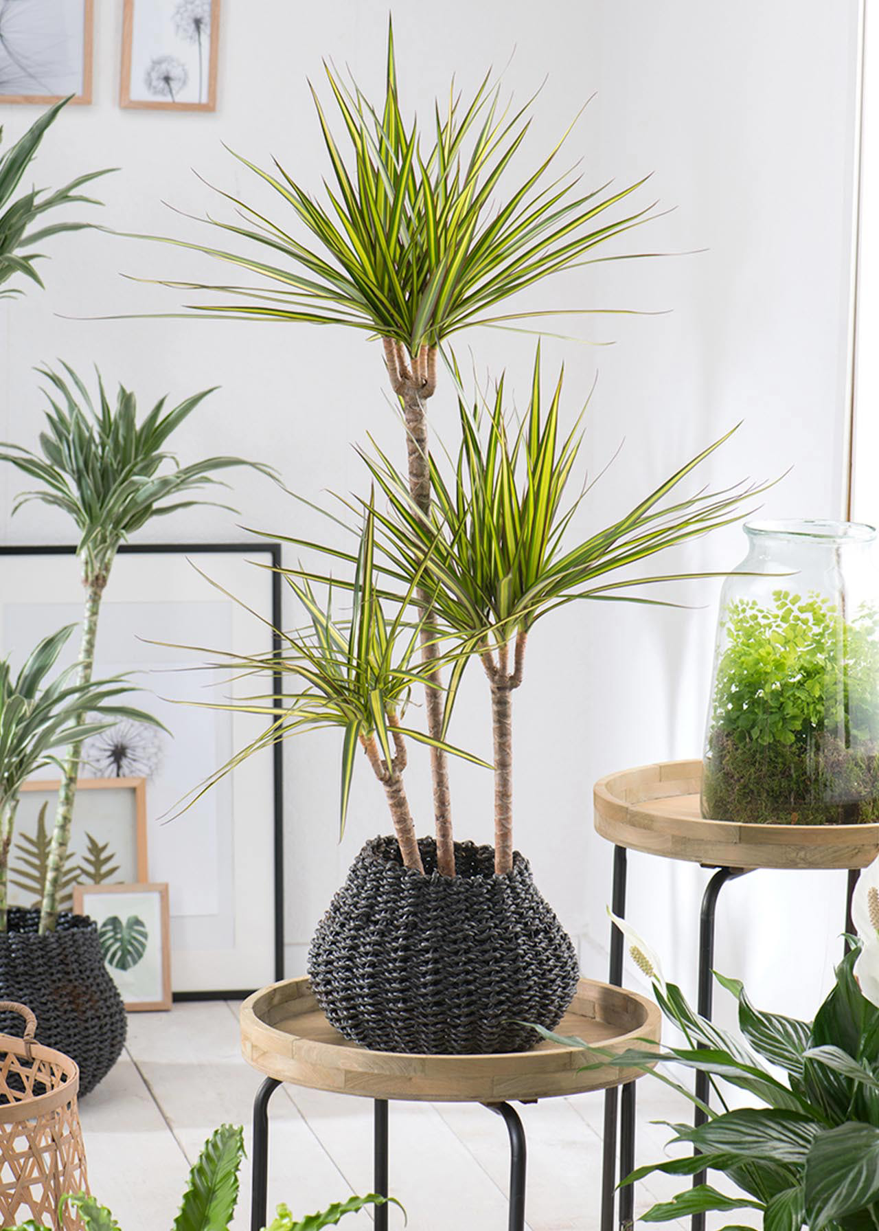 Dracaena Marginata 27cm