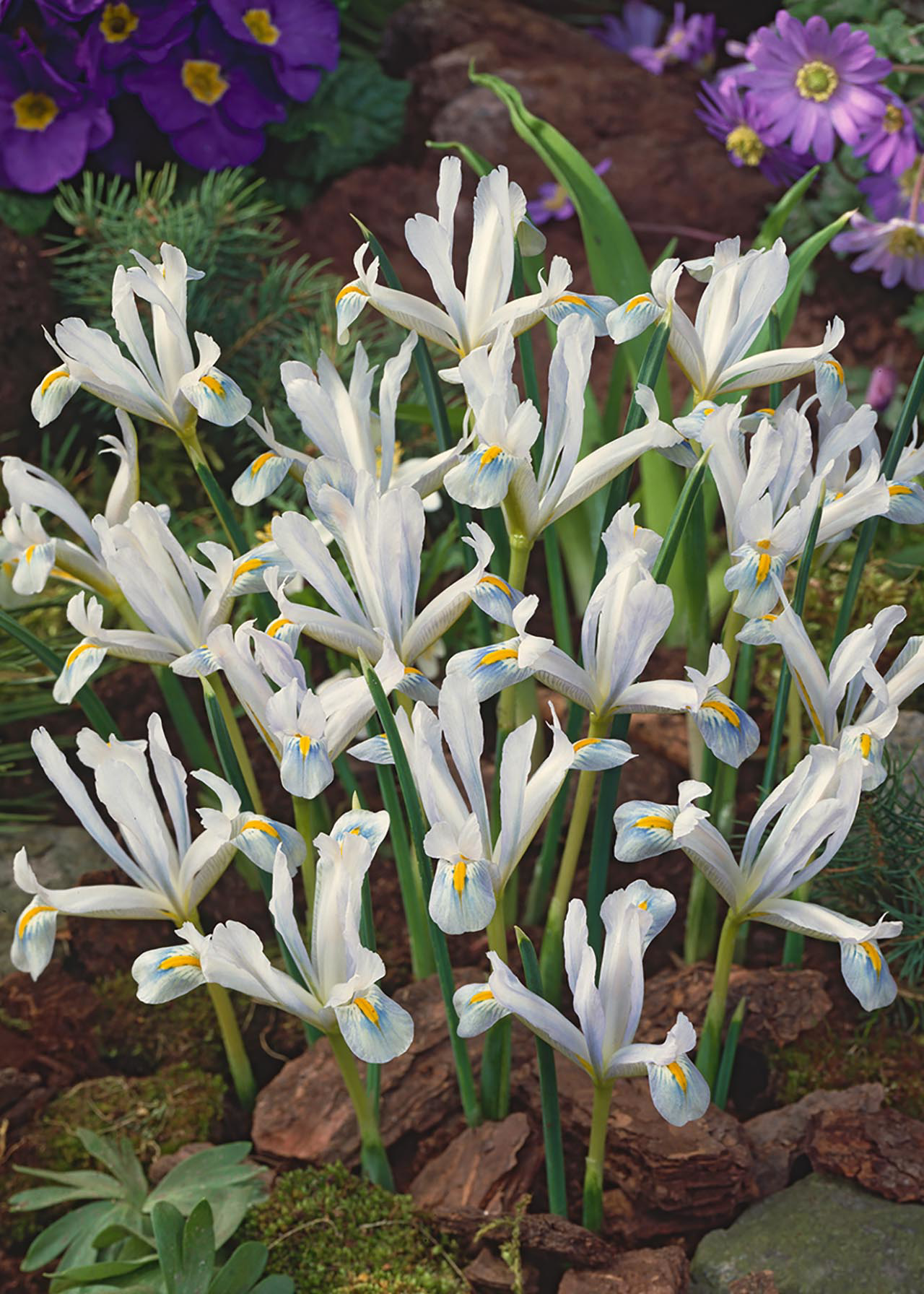 Iris Reticulata Frozen Planet Pack of 6