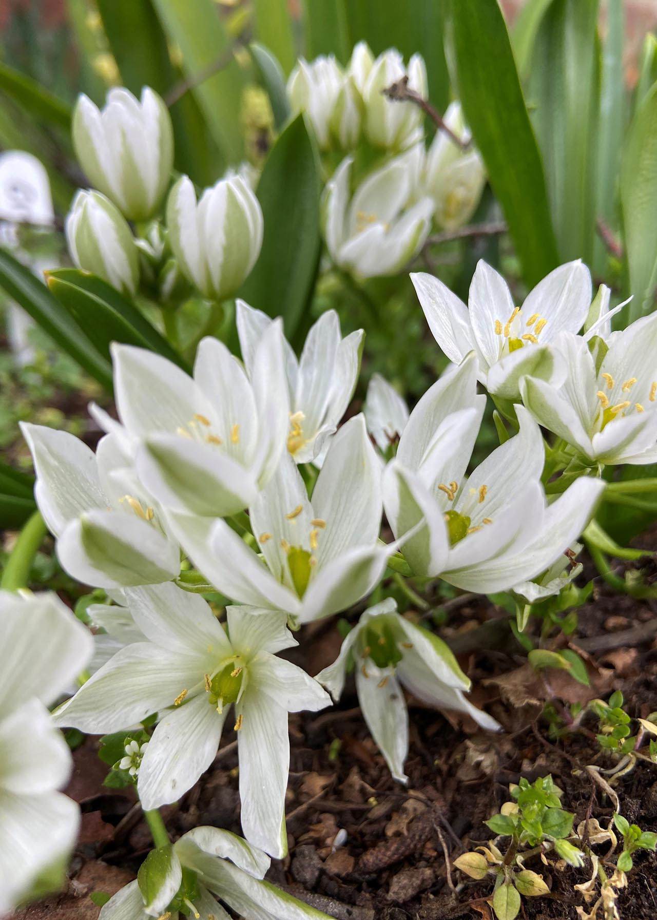 Ornithogalum White Trophy Pack of 10