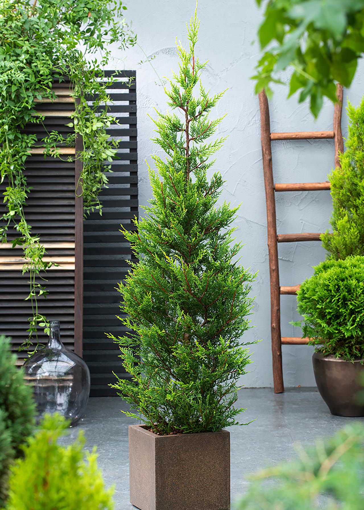 Cupressocyparis Castlewellan Gold 4ltr