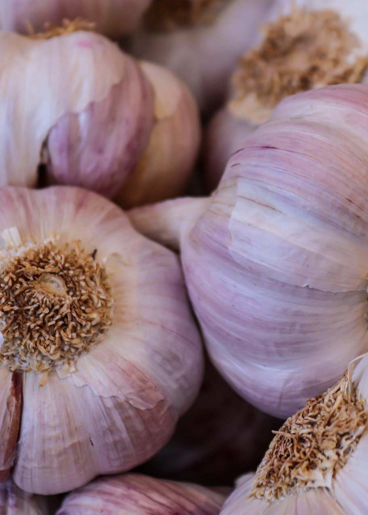 French Garlic Edenrose Pack of 2