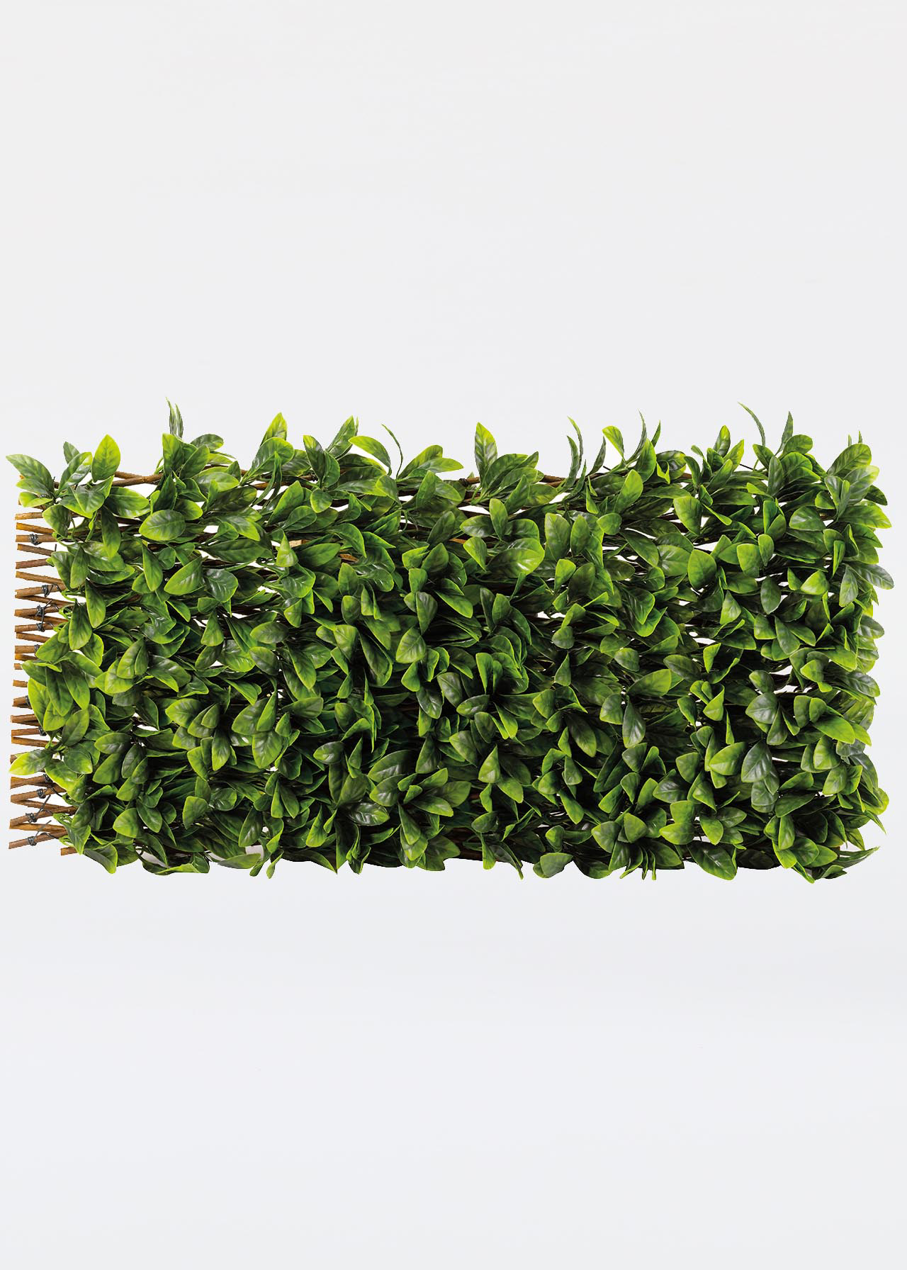 Lemon Leaf Willow Trellis 180 x 60cm