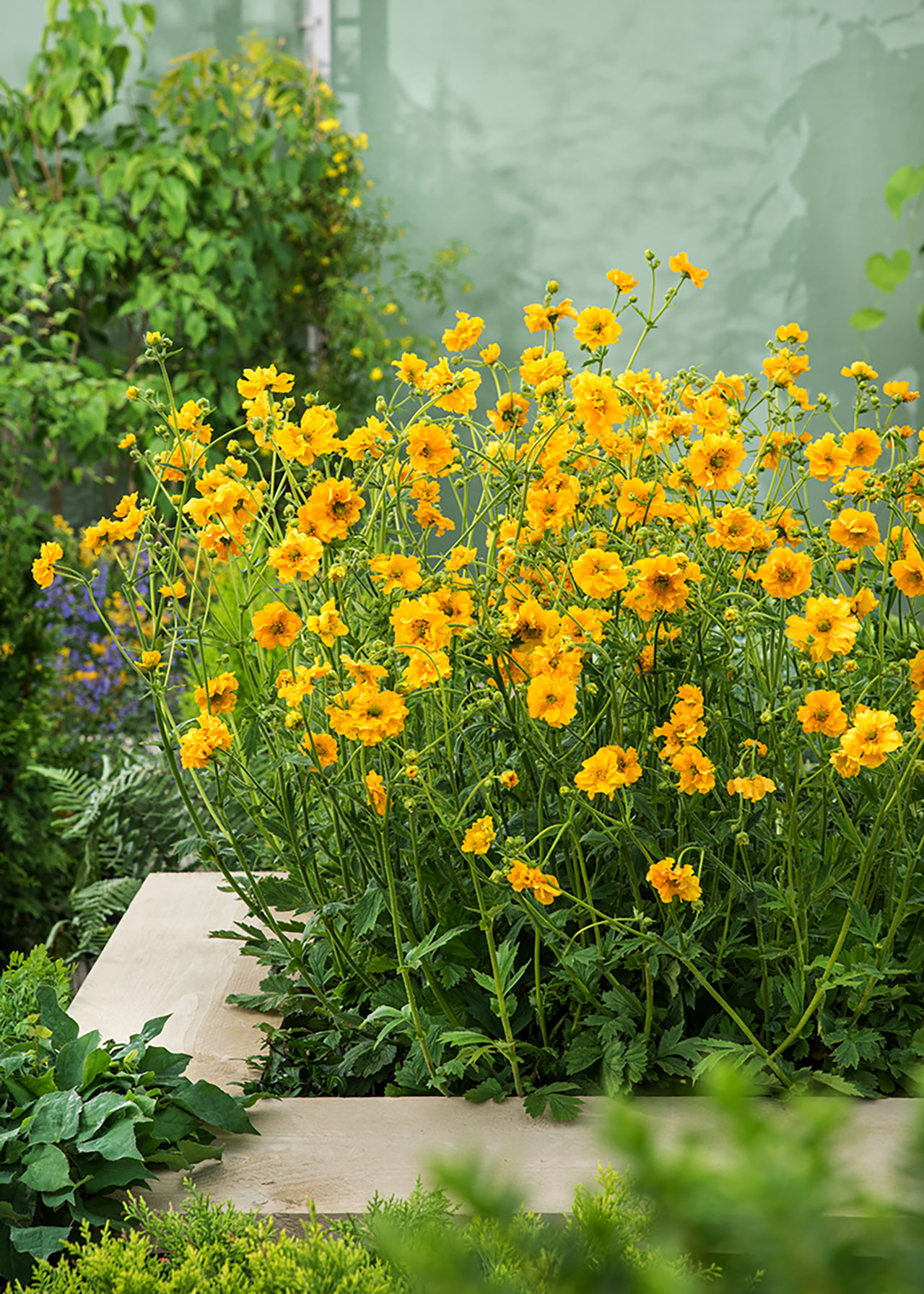 Geum Lady Stratheden 1ltr