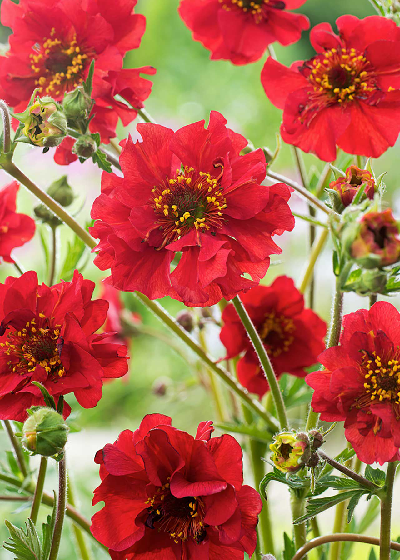 Geum Mrs Bradshaw 1ltr