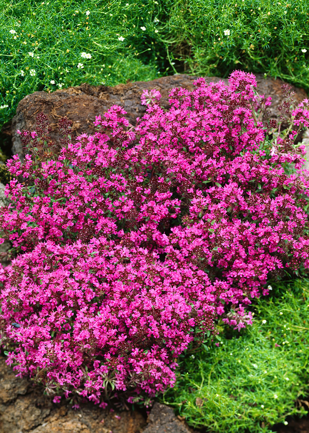 Thyme Creeping Red 8.5cm