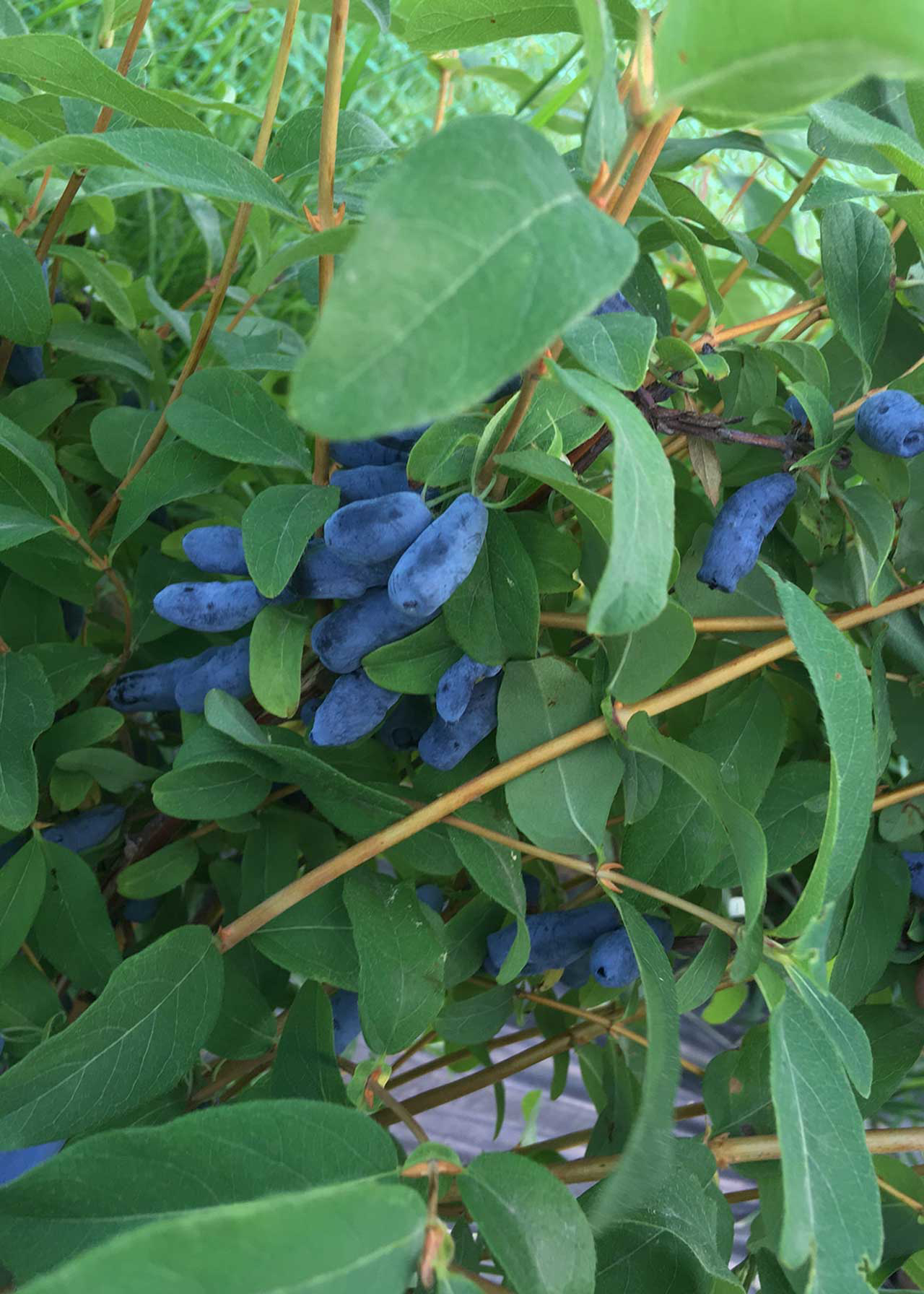 Honeyberry Honey Bee 3ltr