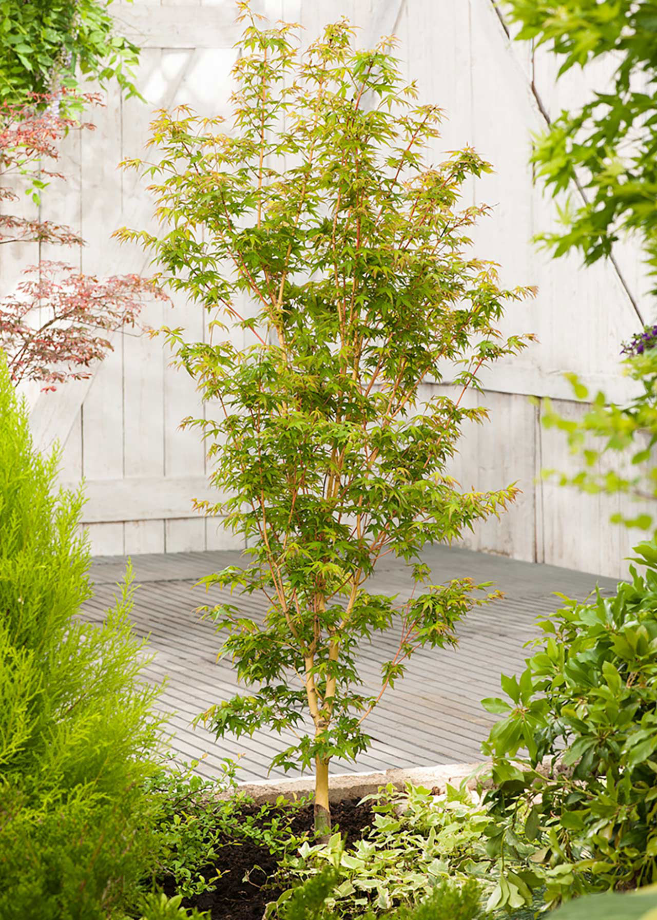 Acer Palmatum Bi Hoo 3ltr
