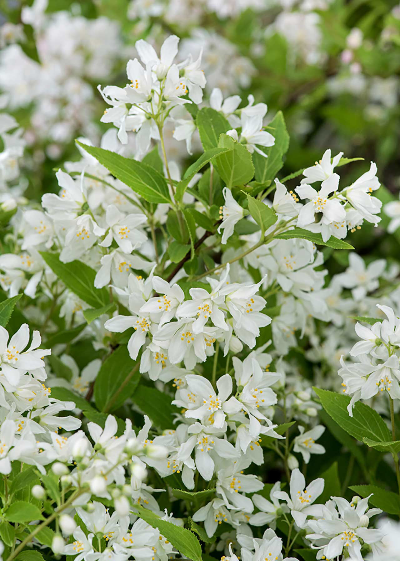 Deutzia Yuki Snowflake 3ltr