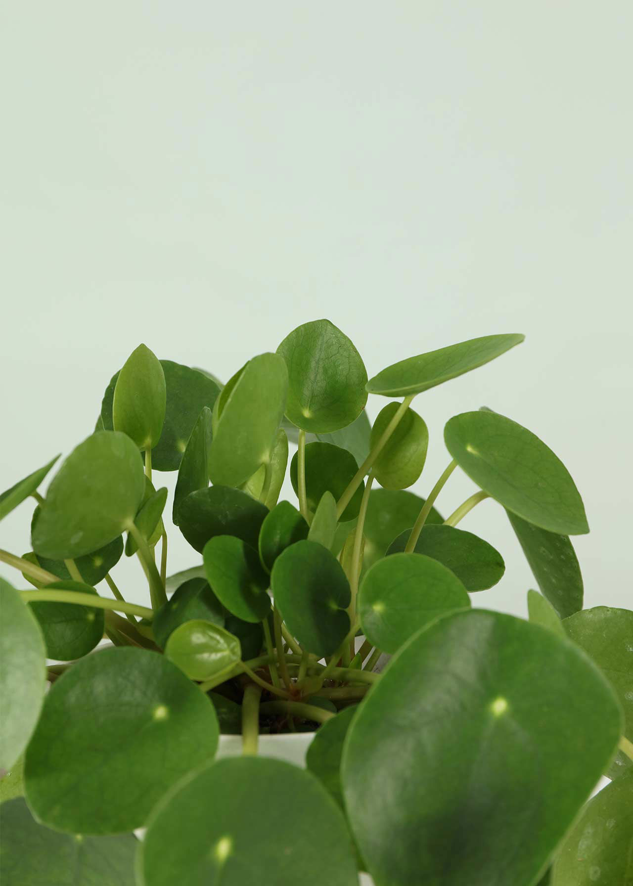 Pilea Peperomioides 12cm