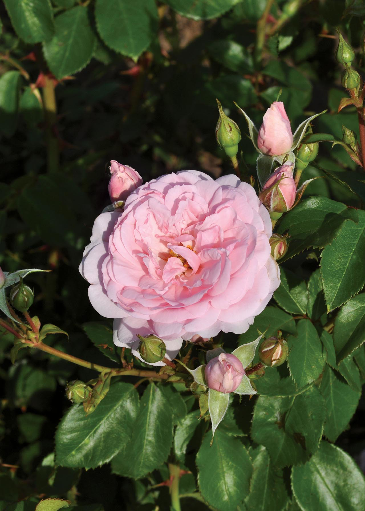 Rose Fragrant Blush 3ltr