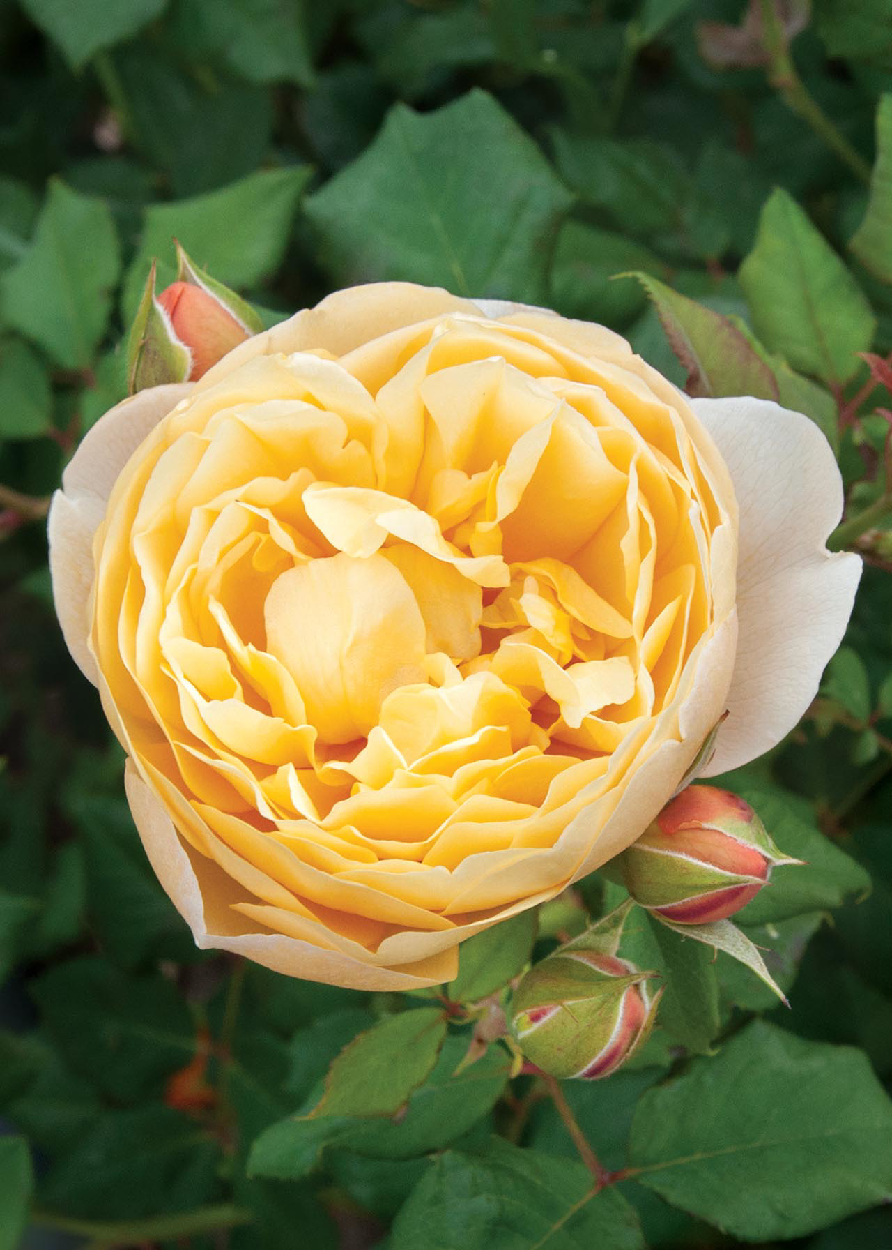 Rose Scented Sunshine 3ltr