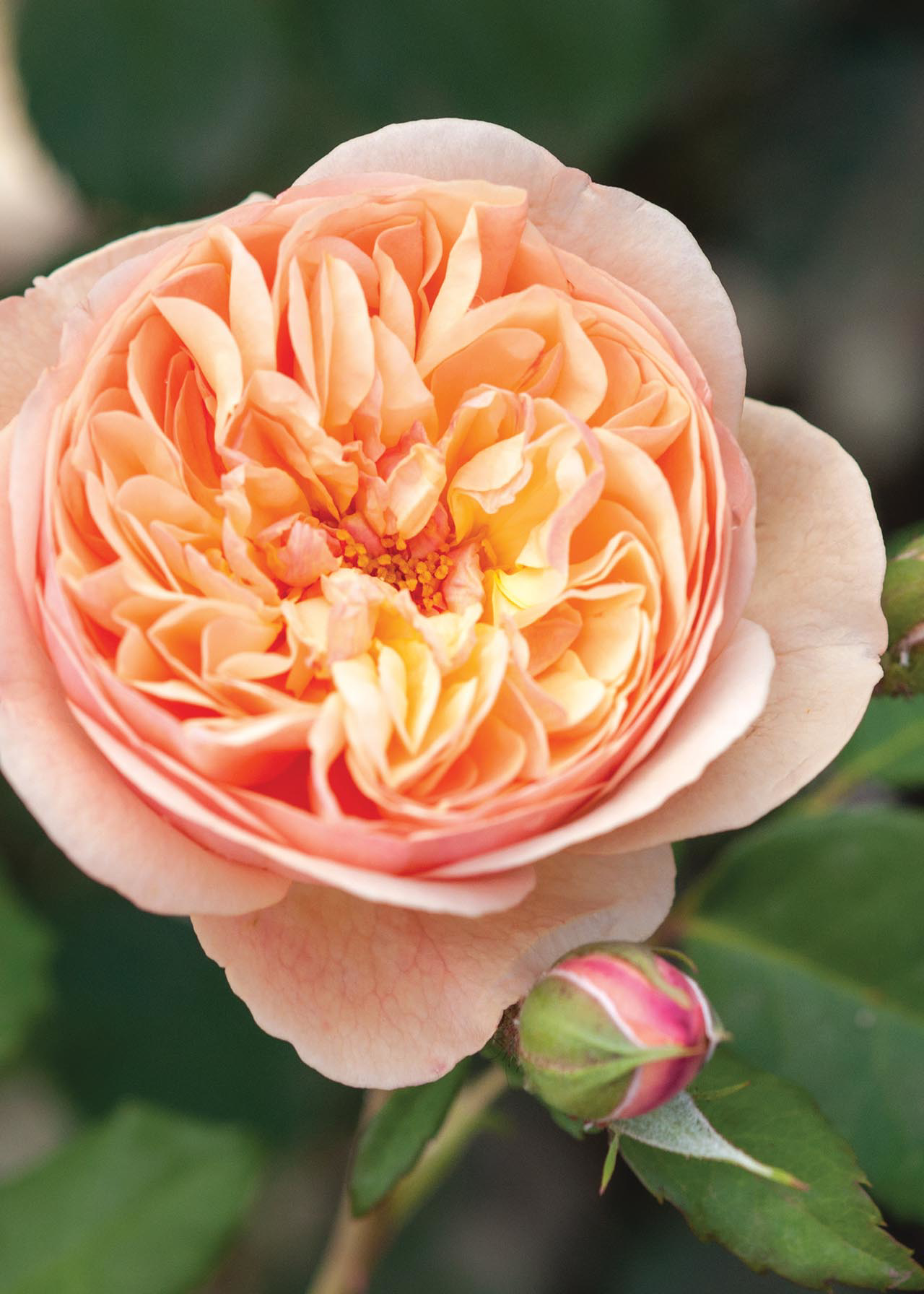 Rose Aromatique 3ltr