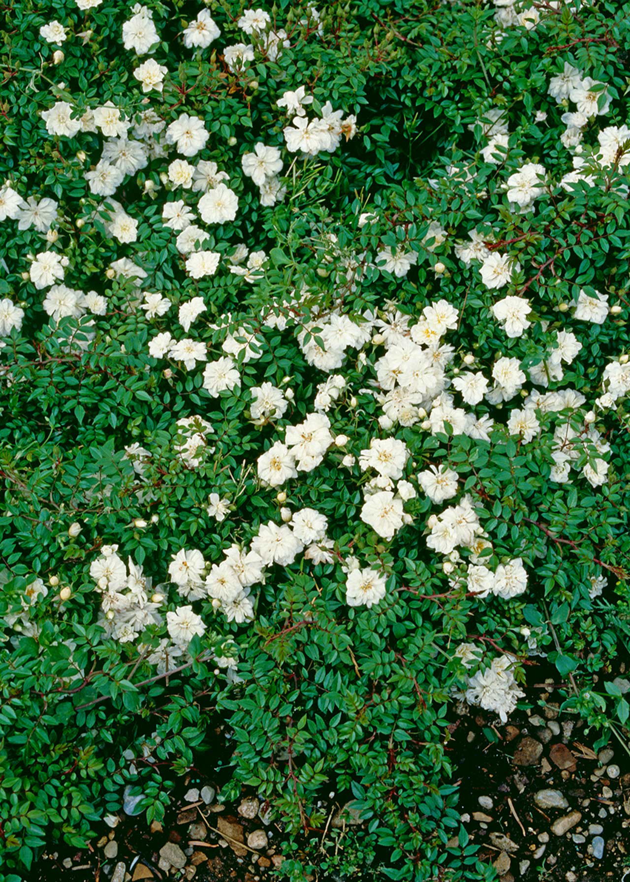 Rose Snow Princess 3ltr