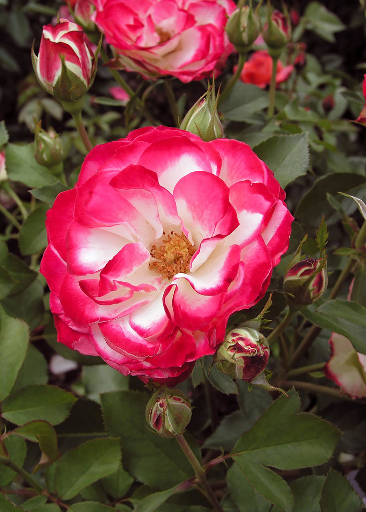 Rose Cherry Princess 3ltr