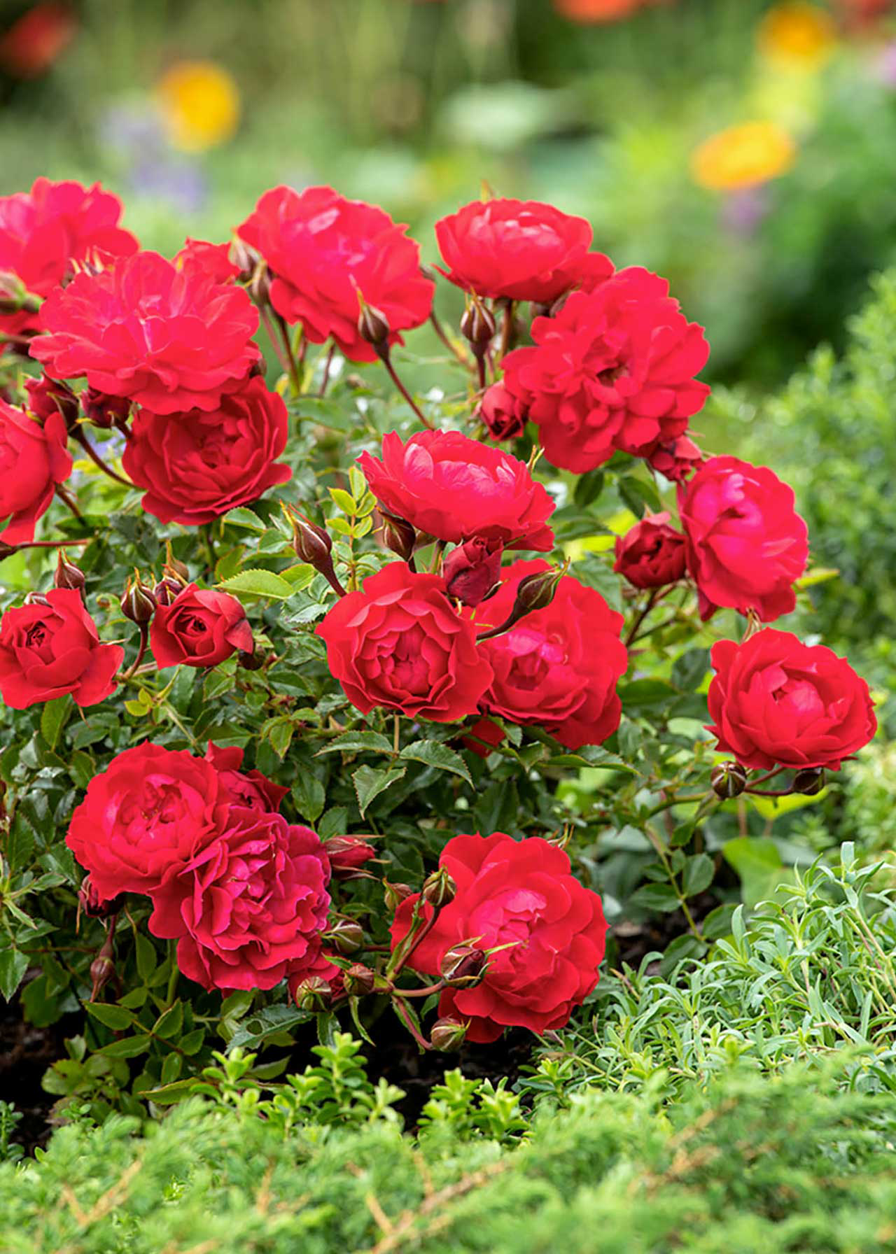 Rose Raspberry Royale 3ltr