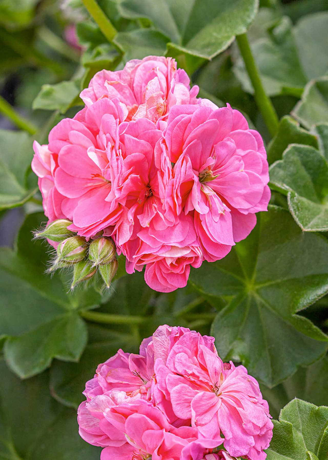 Rose Graciously Pink 3ltr