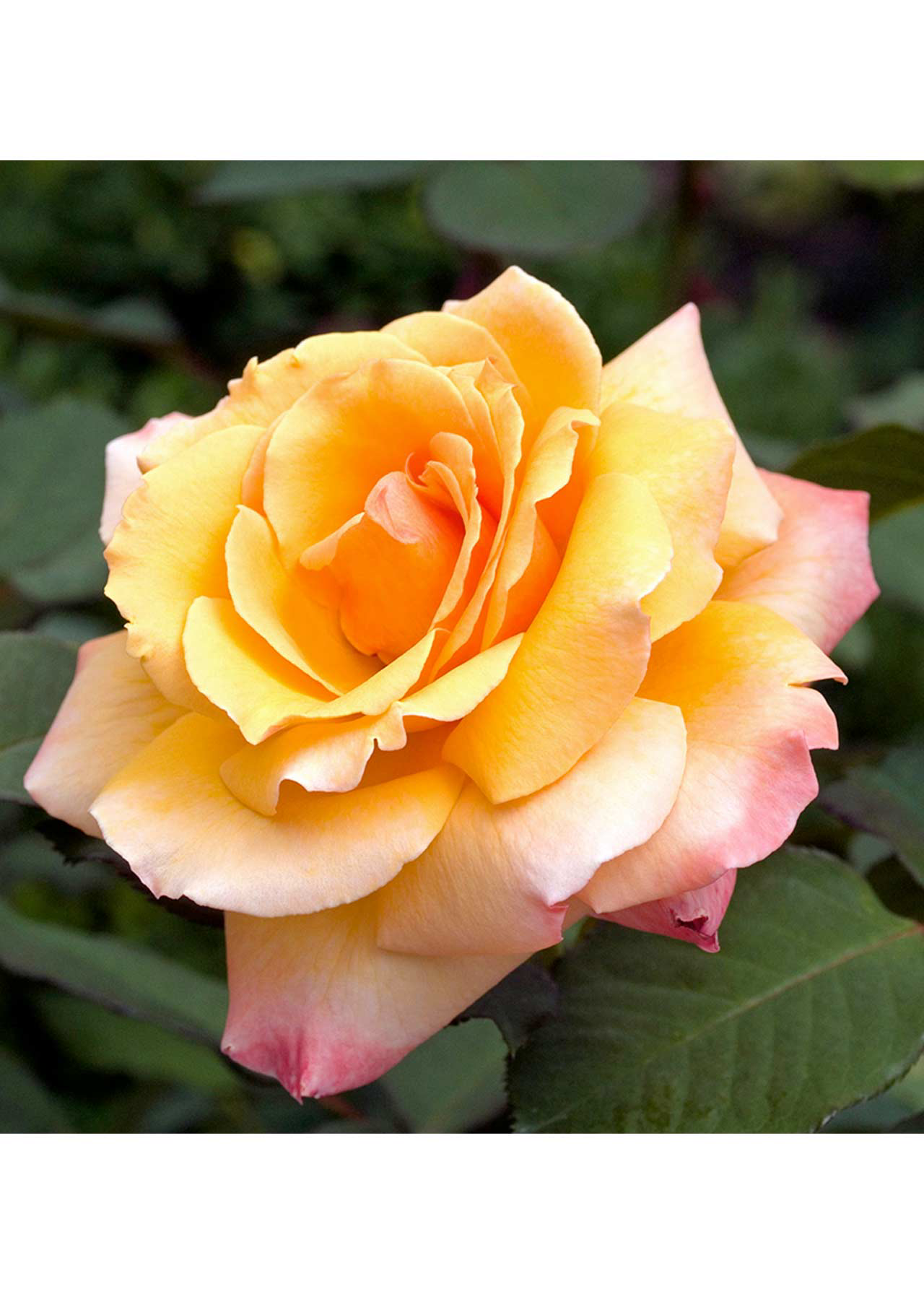 Rose Designer Sunset 3ltr