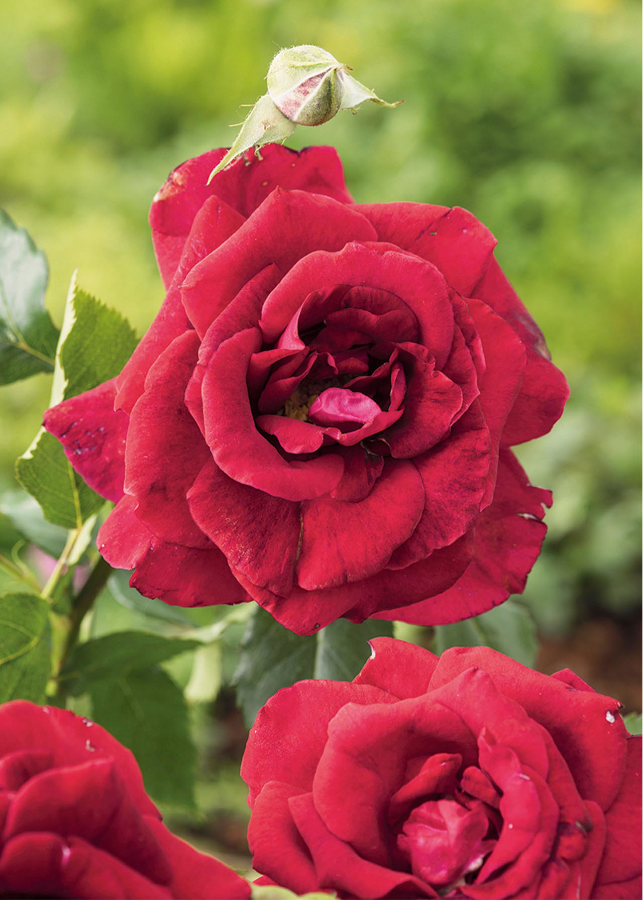 Rose Red Romance 3ltr