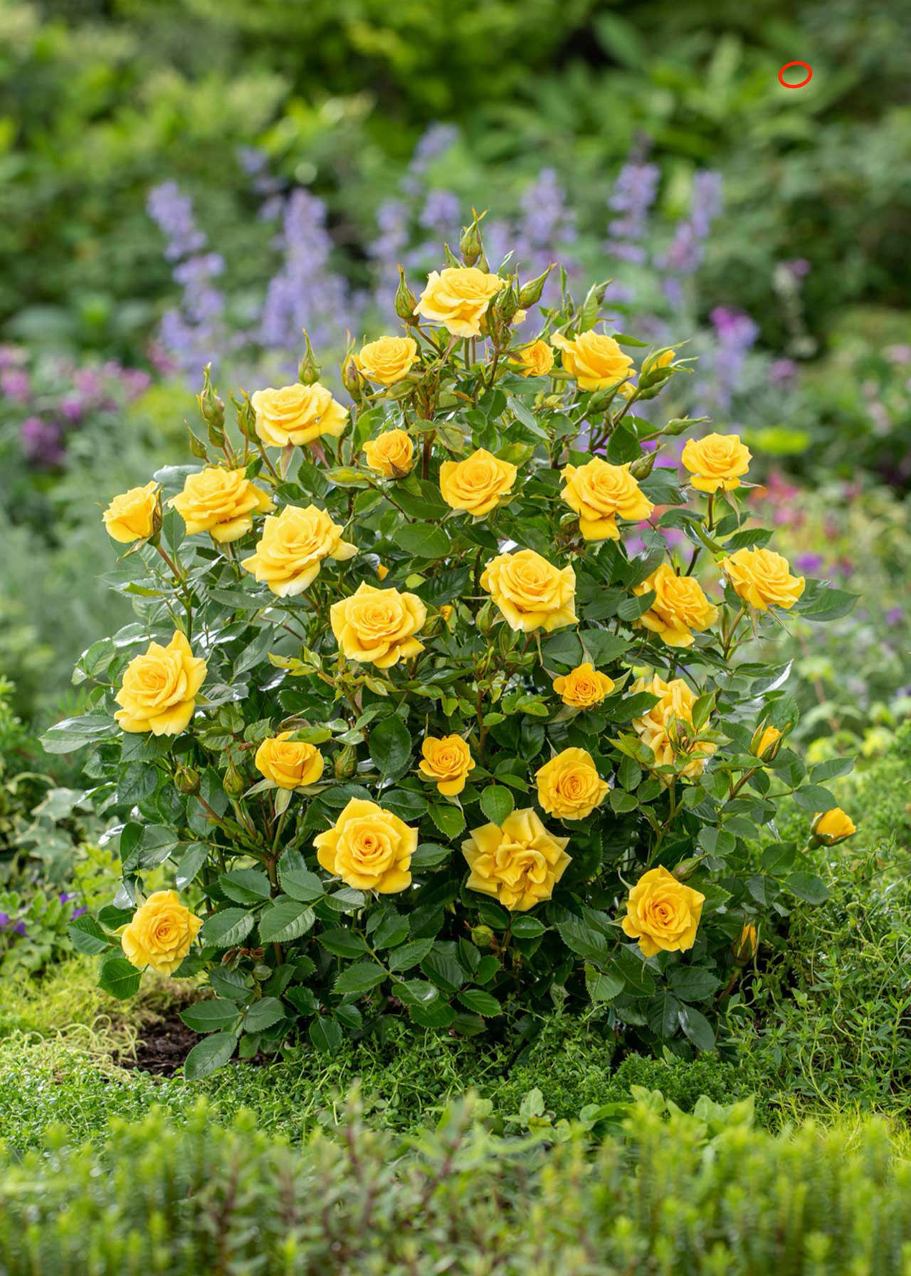 Rose Flower Power Gold 3ltr