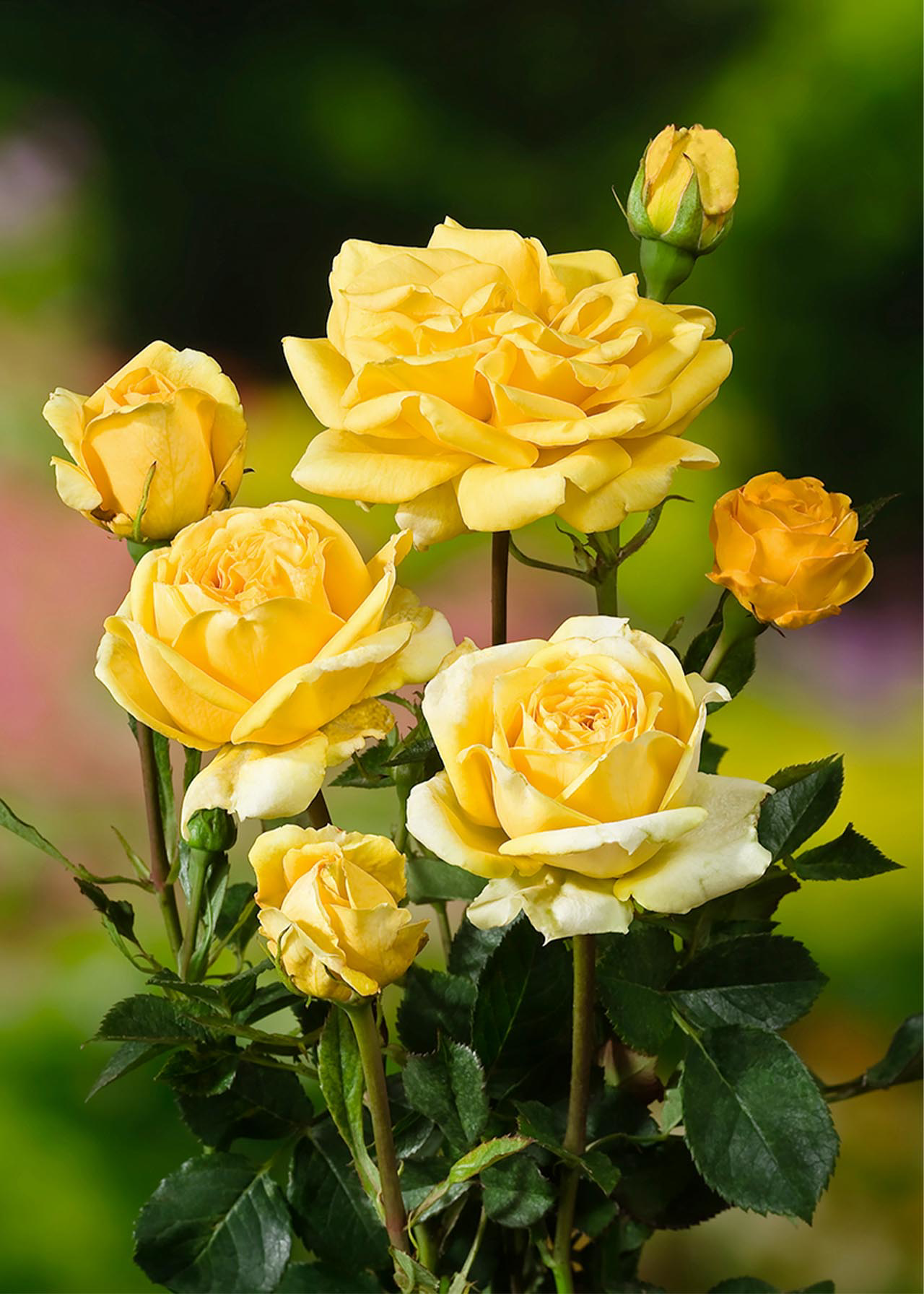 Rose Yellow Princess 3ltr