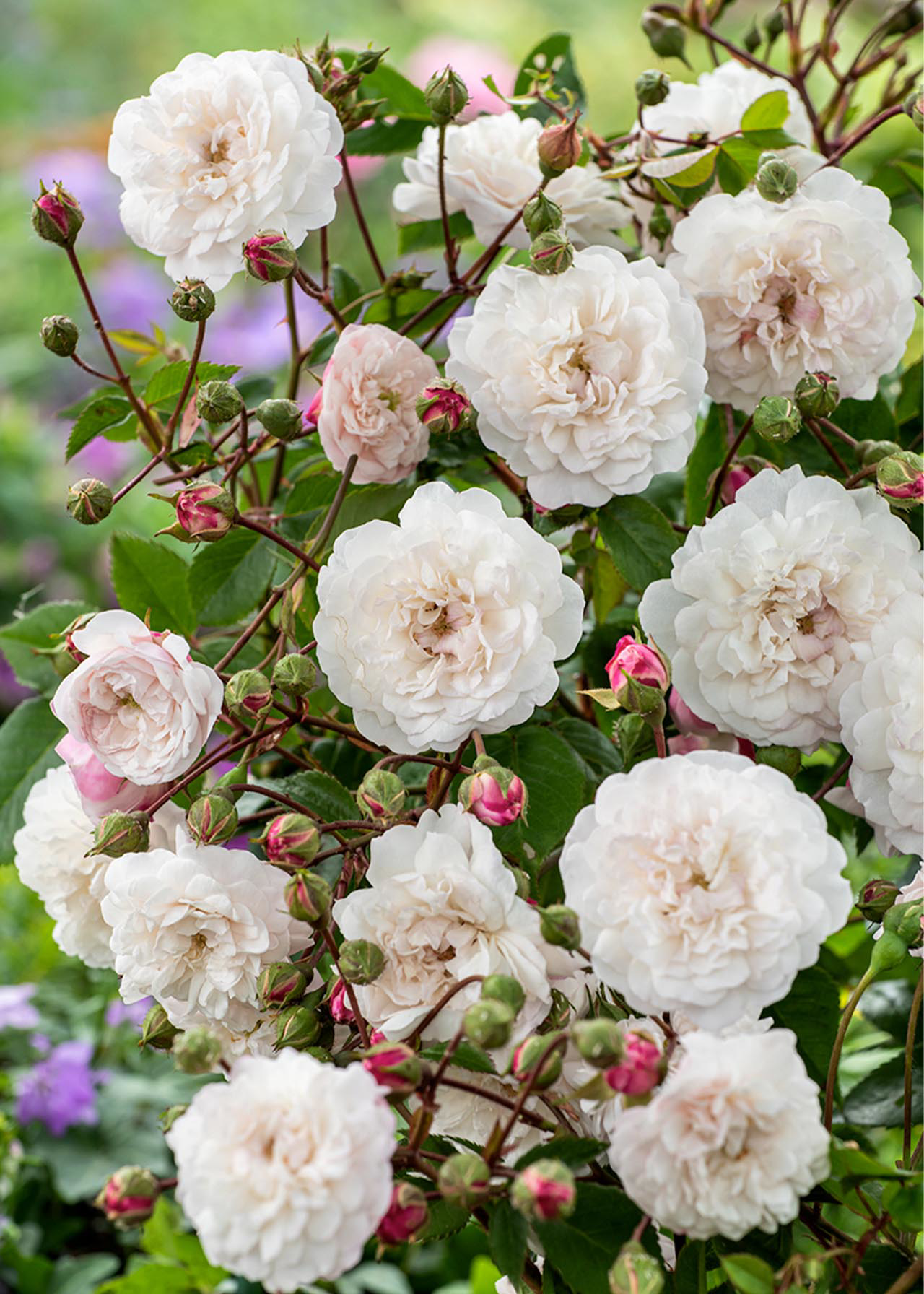 Rose White Princess 3ltr