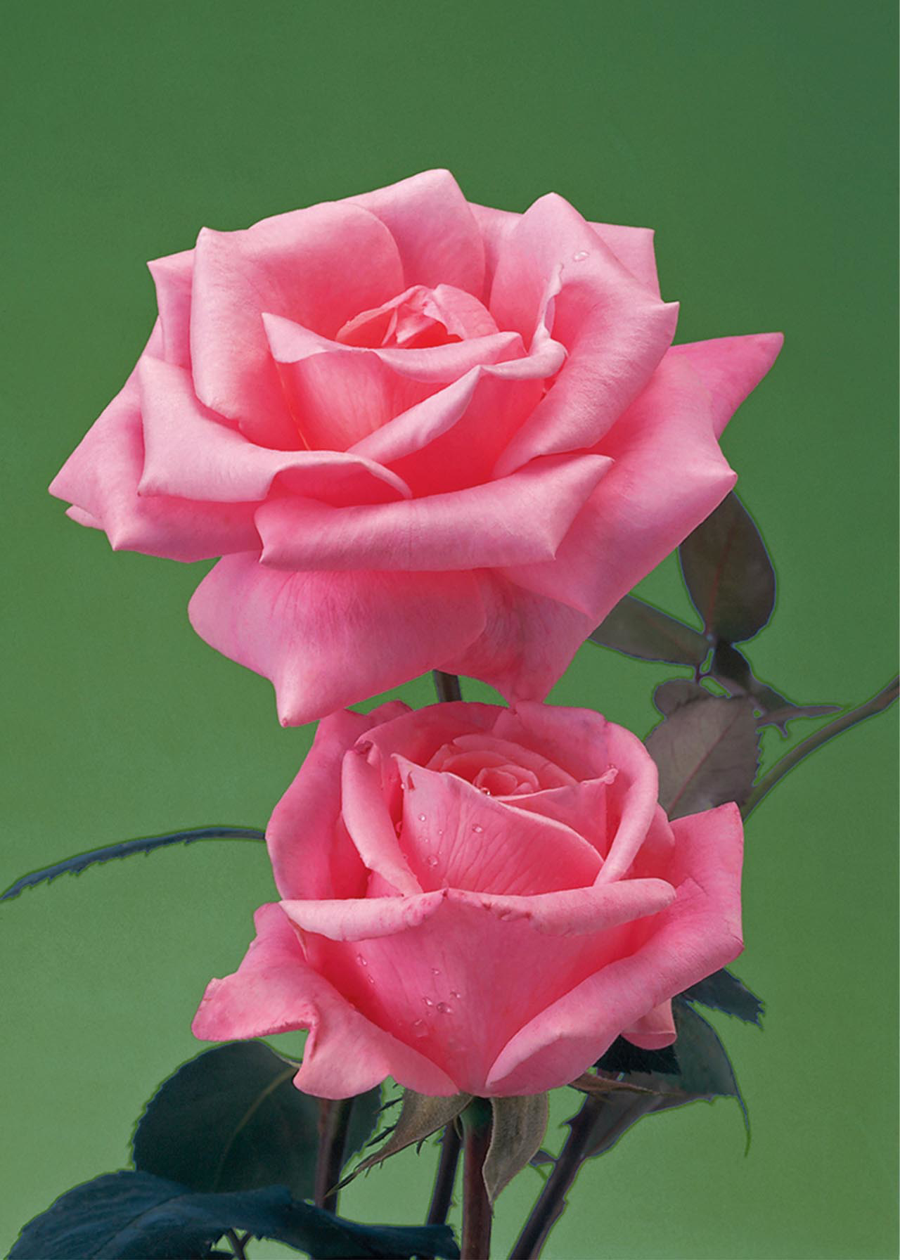 Rose Pink Princess 3ltr